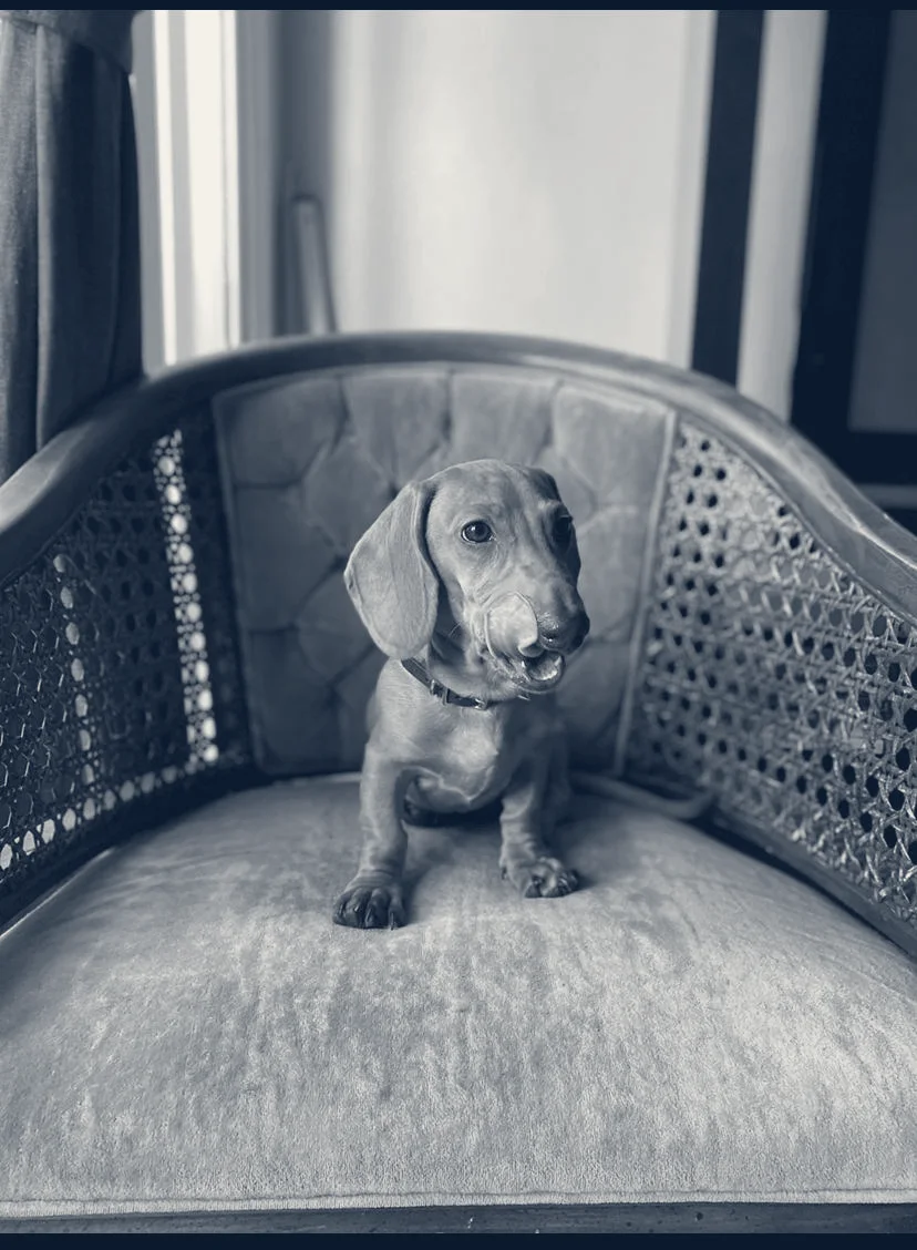 Lincoln Animal Hospital — Cypress, California