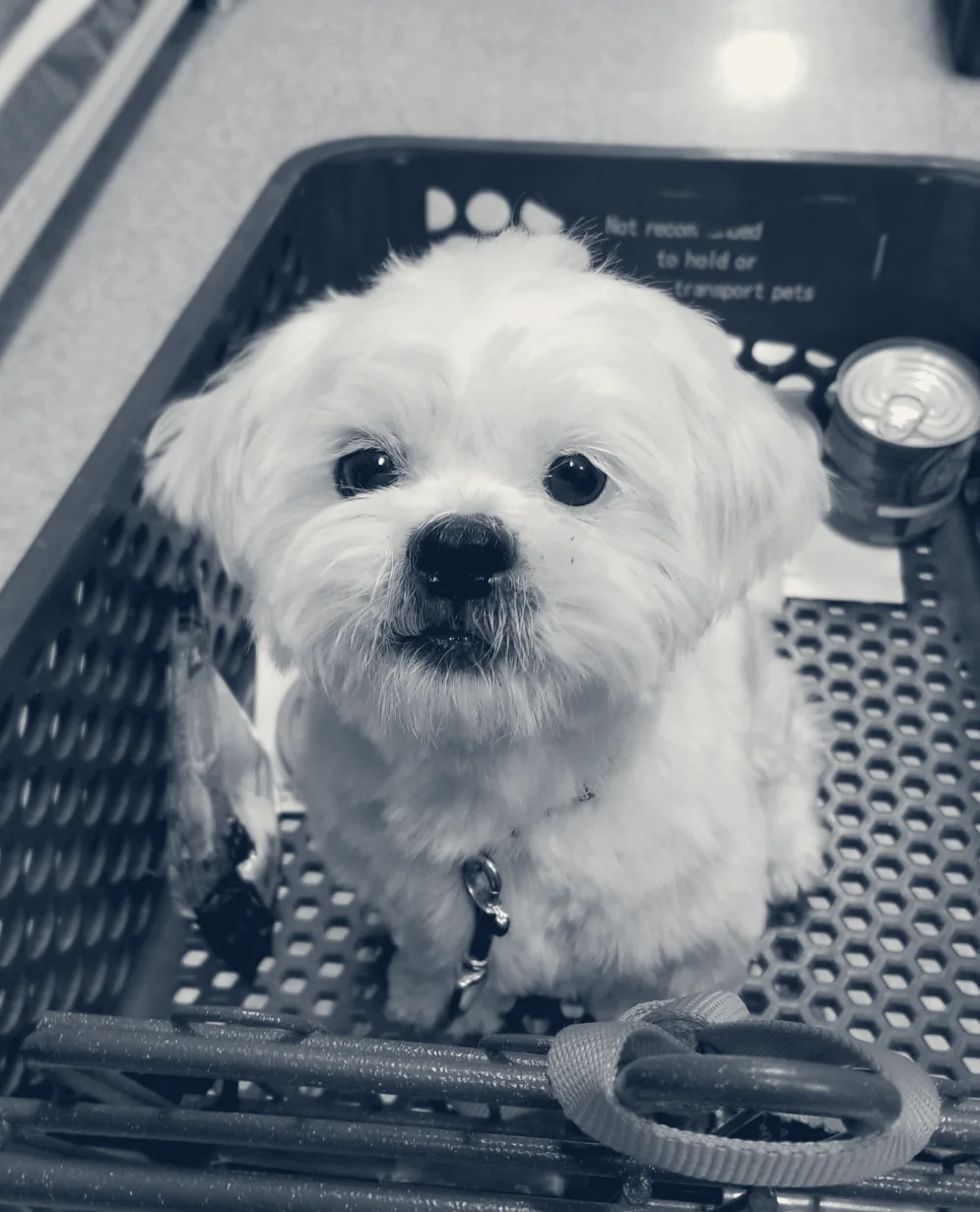 Brookhaven Pet Hospital — Garden Grove, California