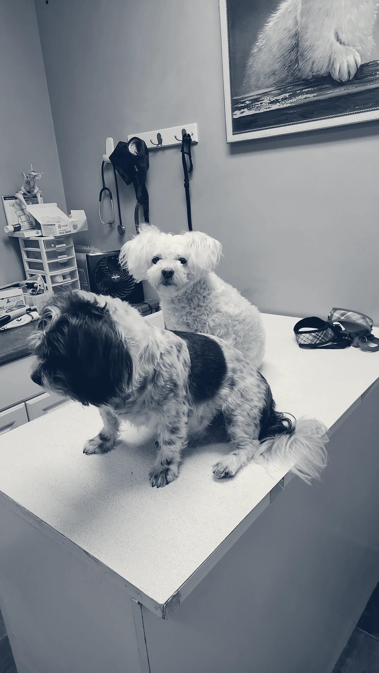 Brookhaven Pet Hospital — Garden Grove, California