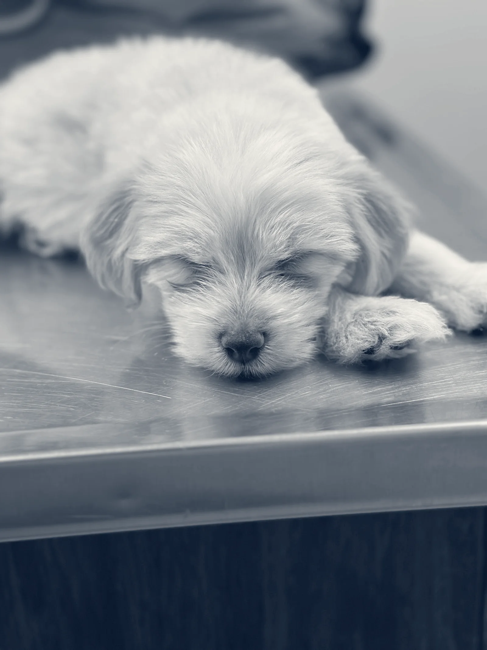 Katella Animal Clinic — Anaheim, California
