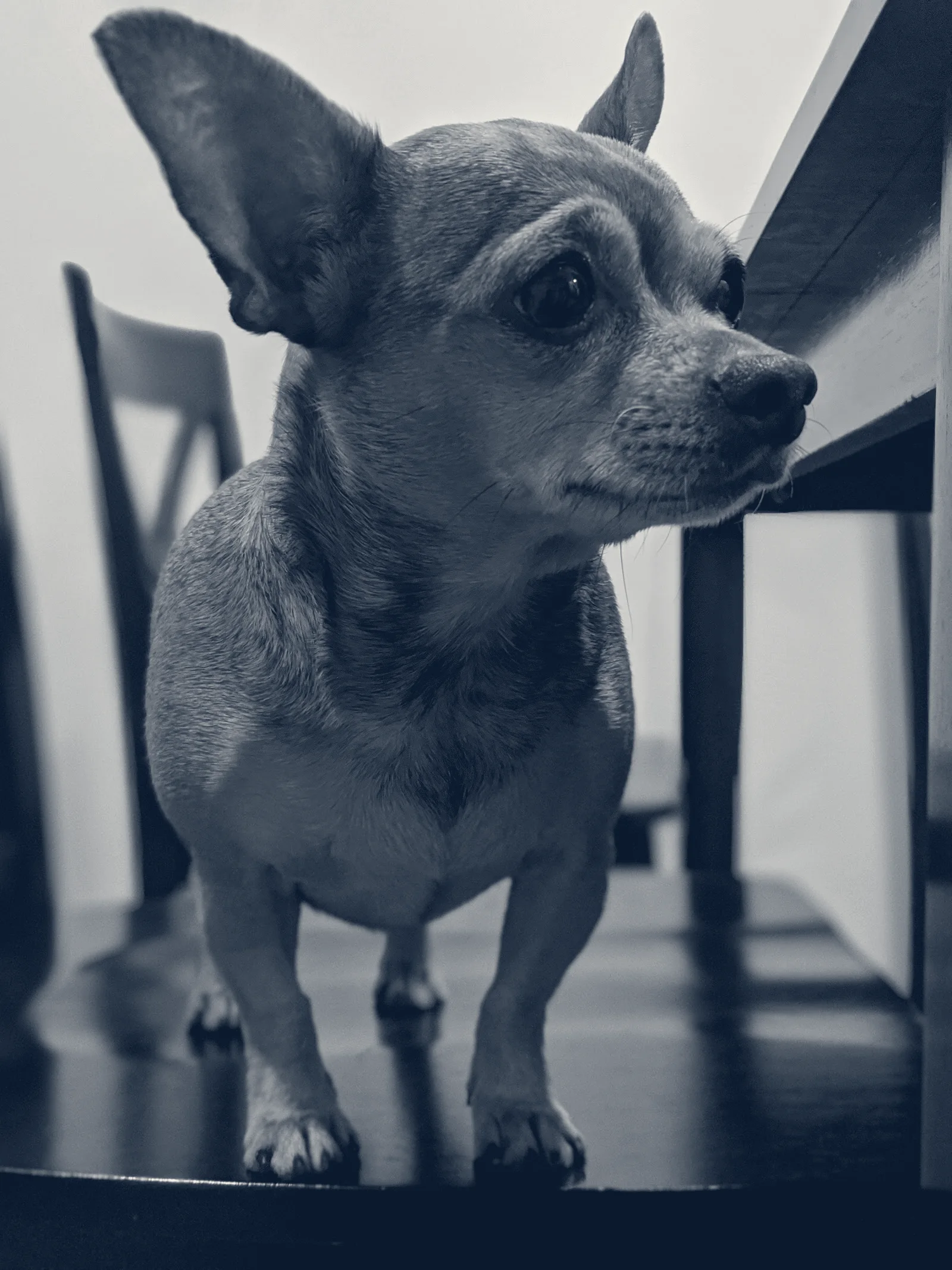 Katella Animal Clinic — Anaheim, California
