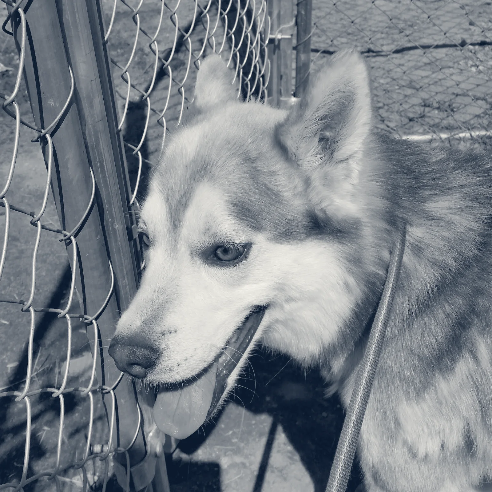 Katella Animal Clinic — Anaheim, California