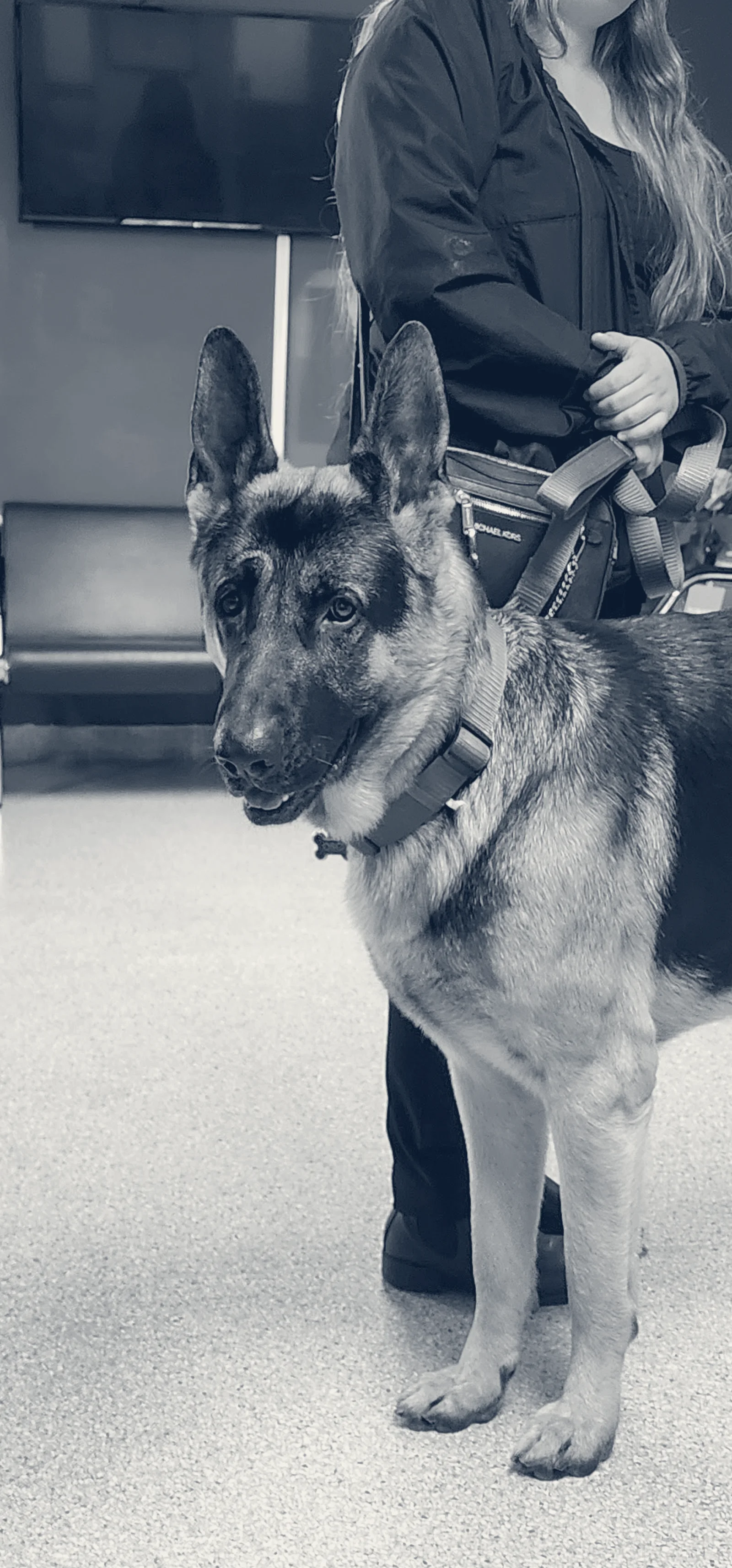 Metropolitan Veterinary Hospital — Santa Ana, California