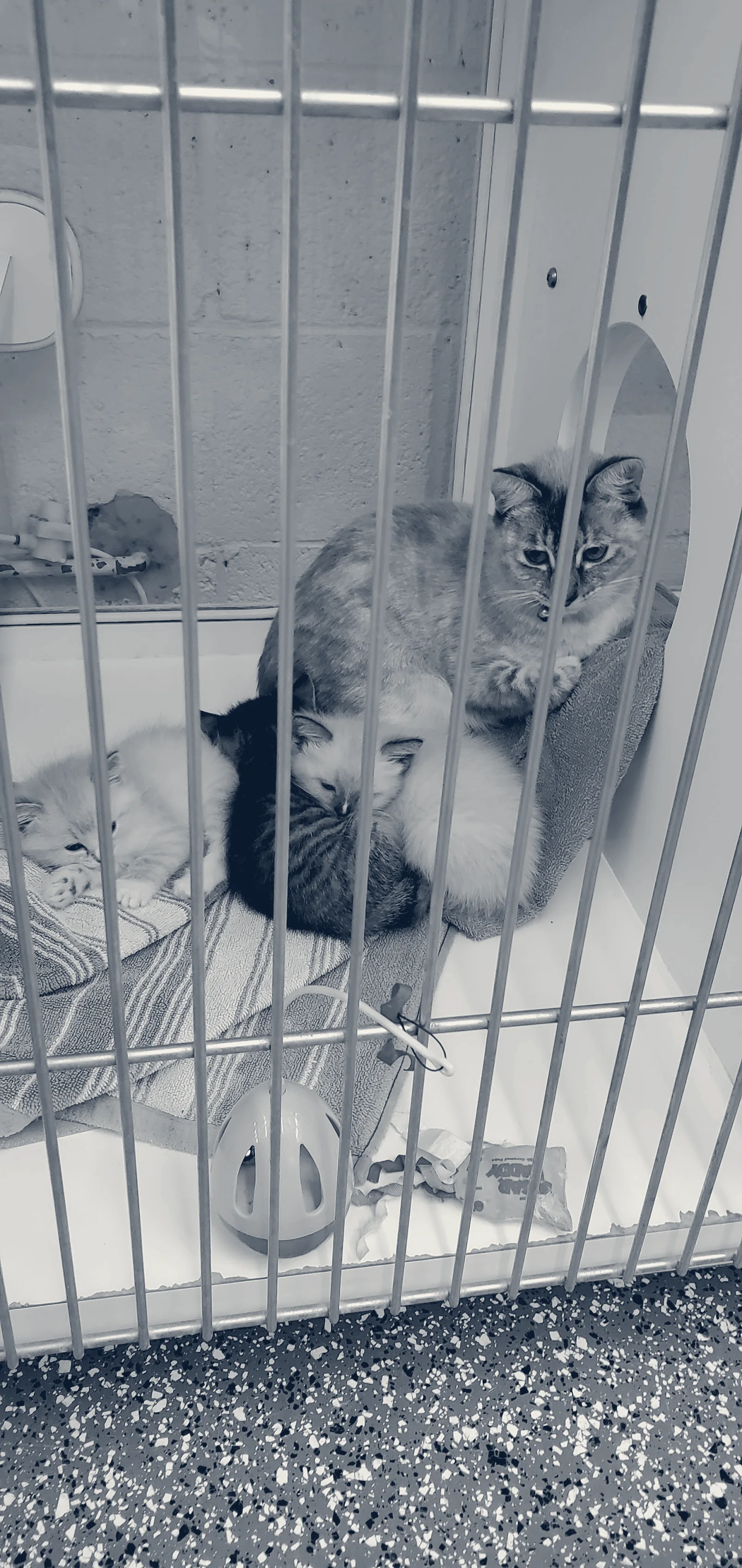 Metropolitan Veterinary Hospital — Santa Ana, California