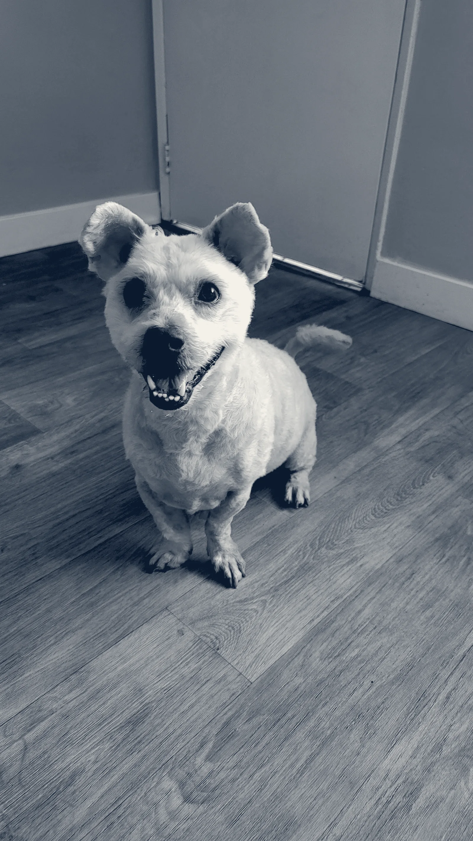 Costa Mesa Animal Hospital — Costa Mesa, California