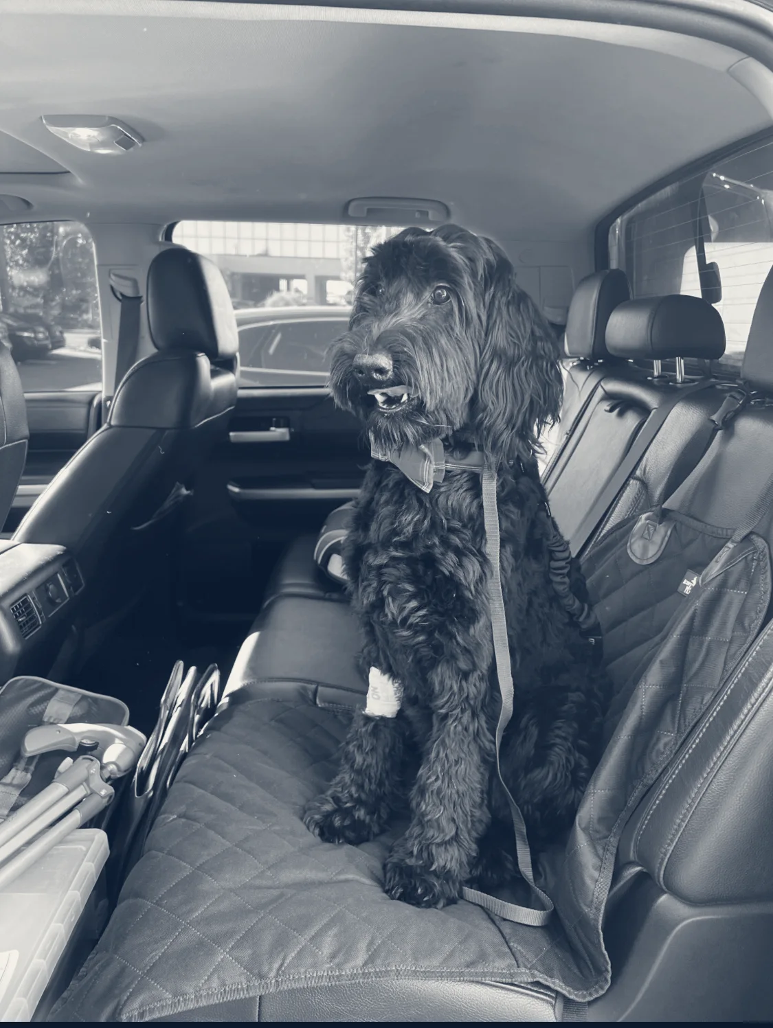 Costa Mesa Animal Hospital — Costa Mesa, California
