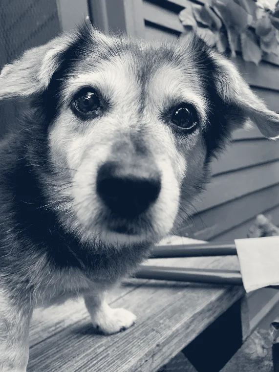Baker Bristol Pet Hospital — Costa Mesa, California