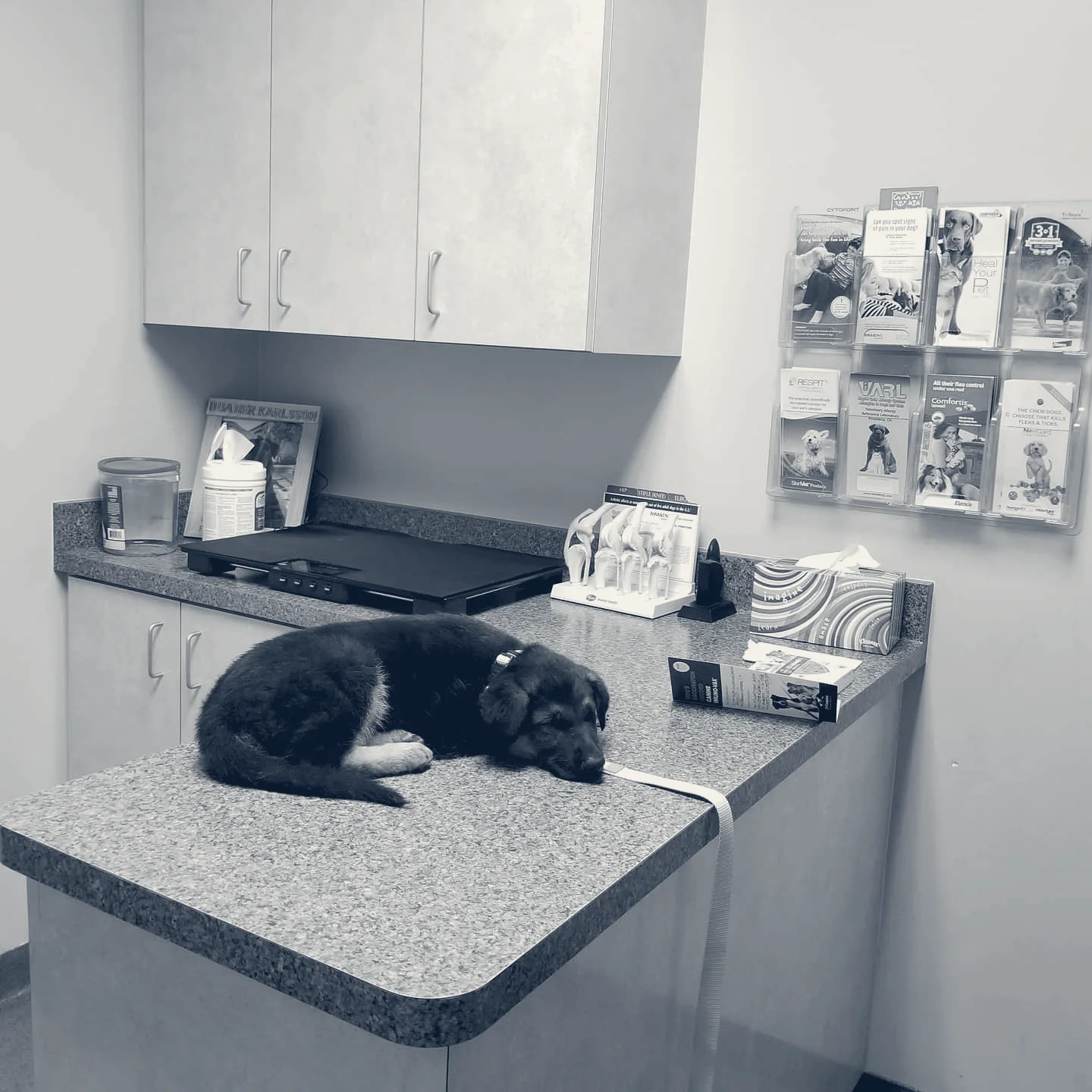 Sunrise Pet Hospital — Anaheim, California