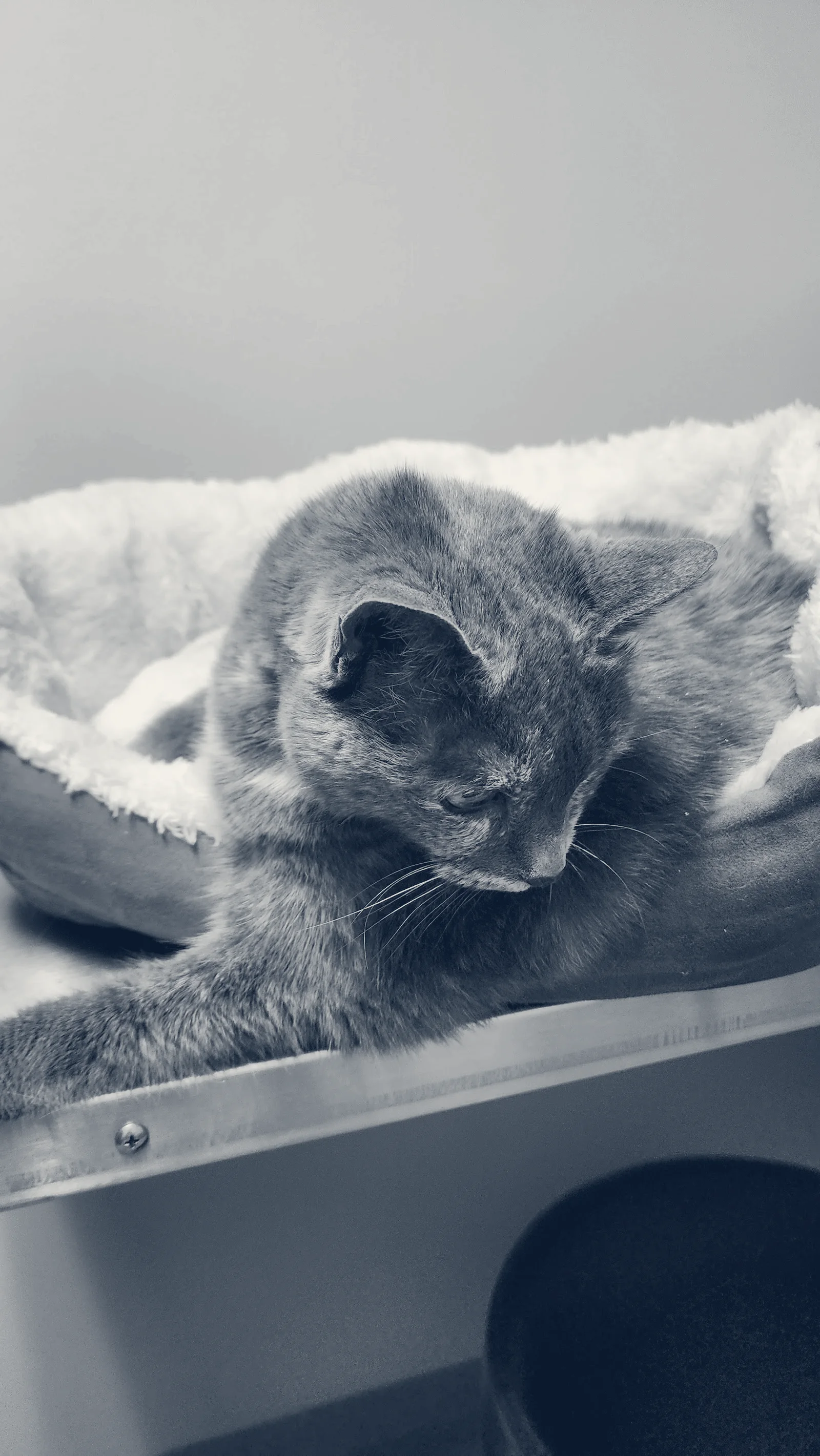 Yolinda Animal Hospital — Placentia, California