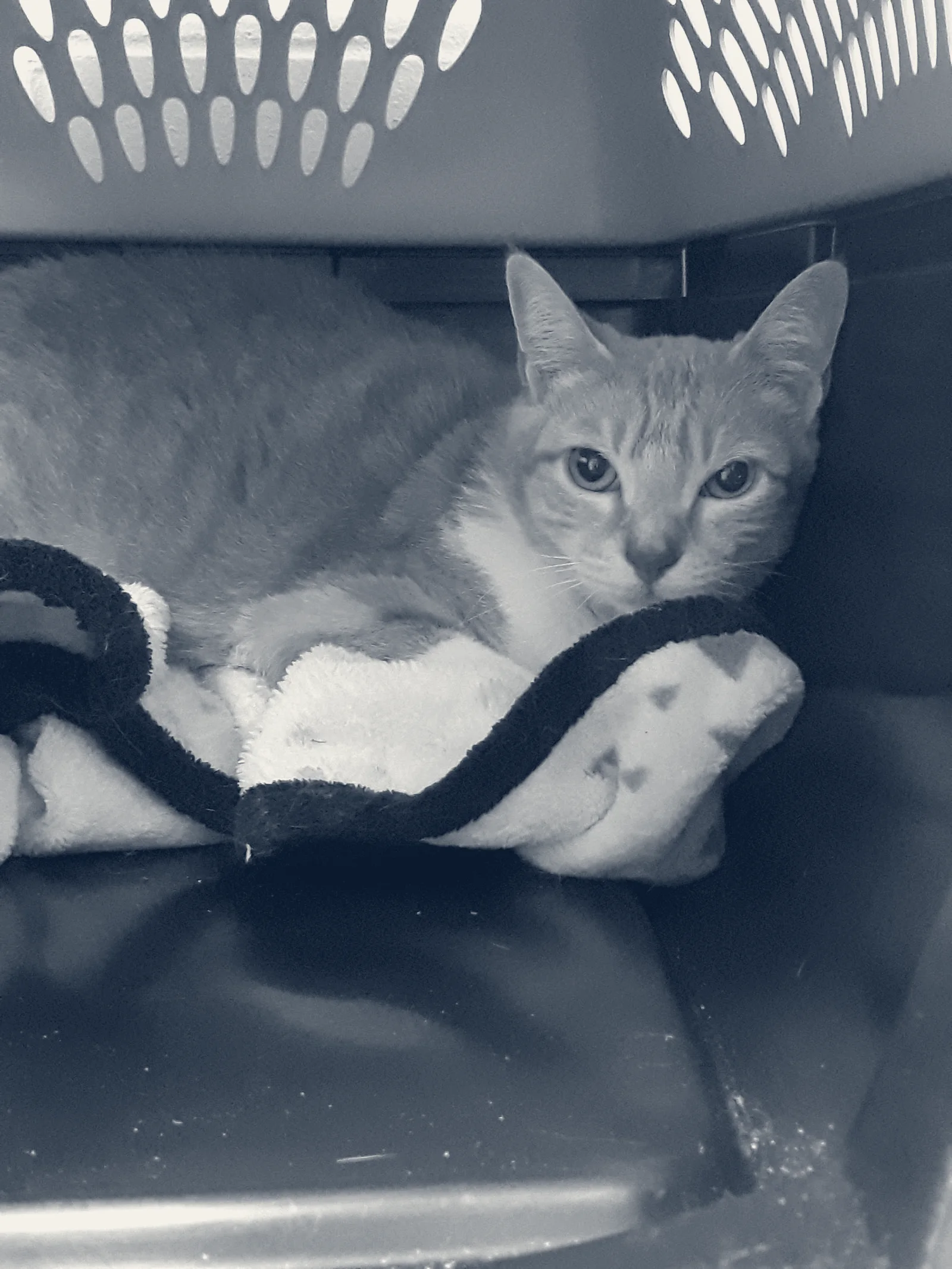 Yolinda Animal Hospital — Placentia, California