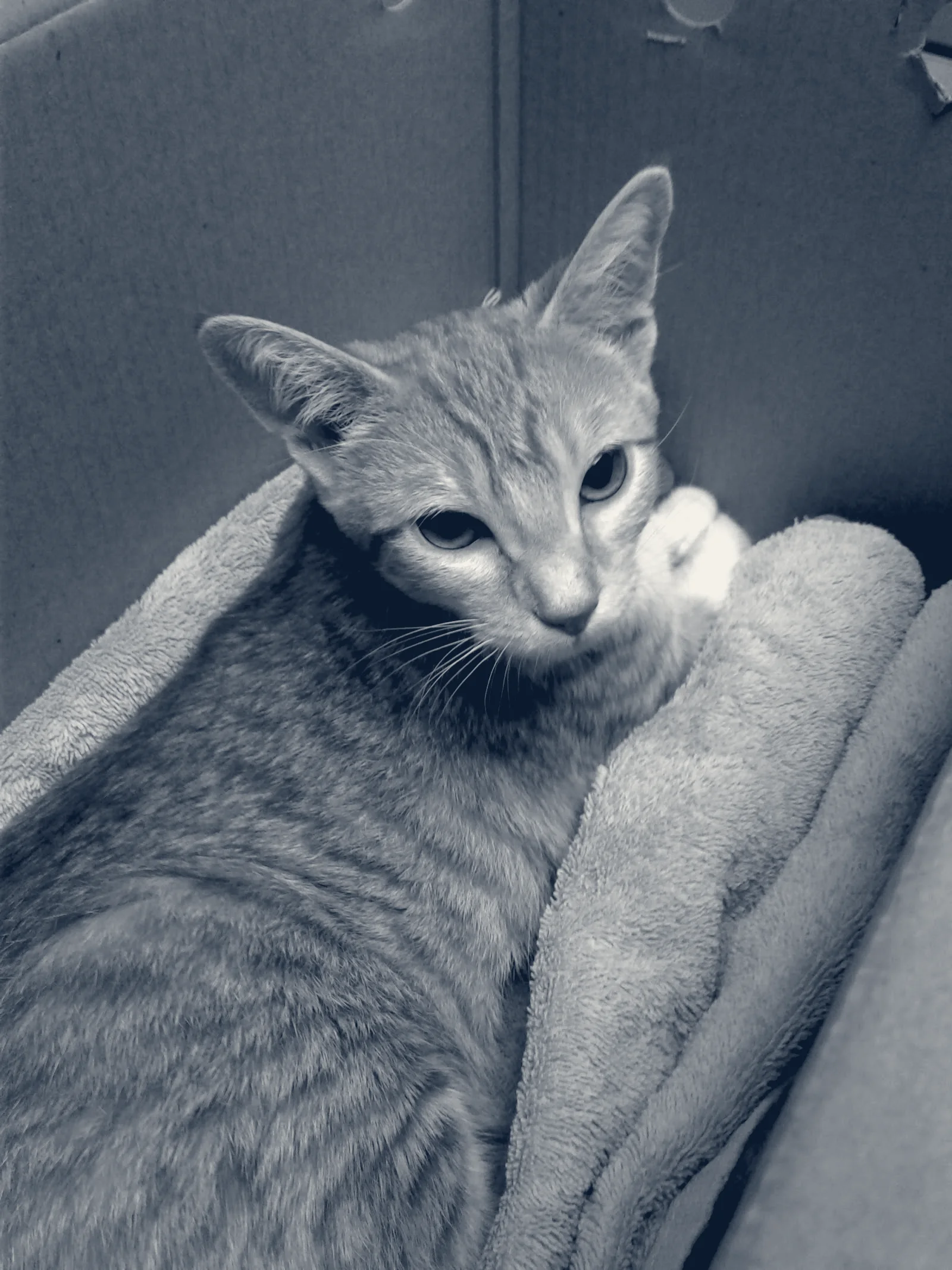 Yolinda Animal Hospital — Placentia, California