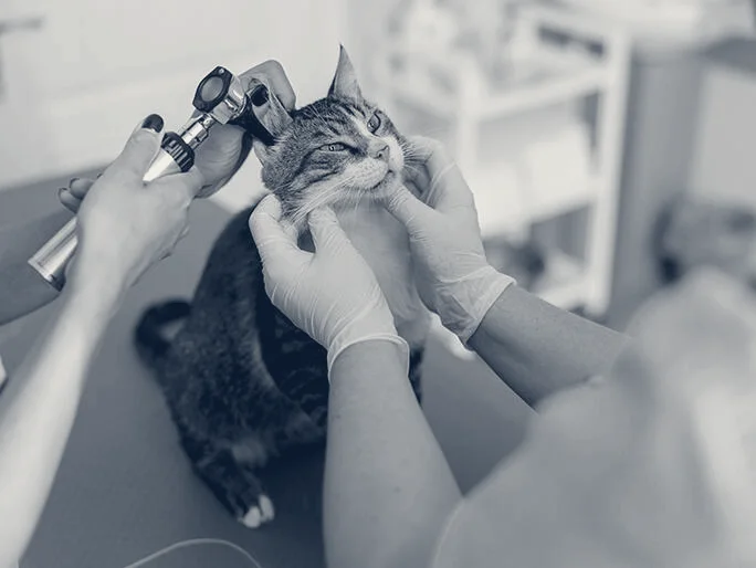 Banfield Pet Hospital — Costa Mesa, California