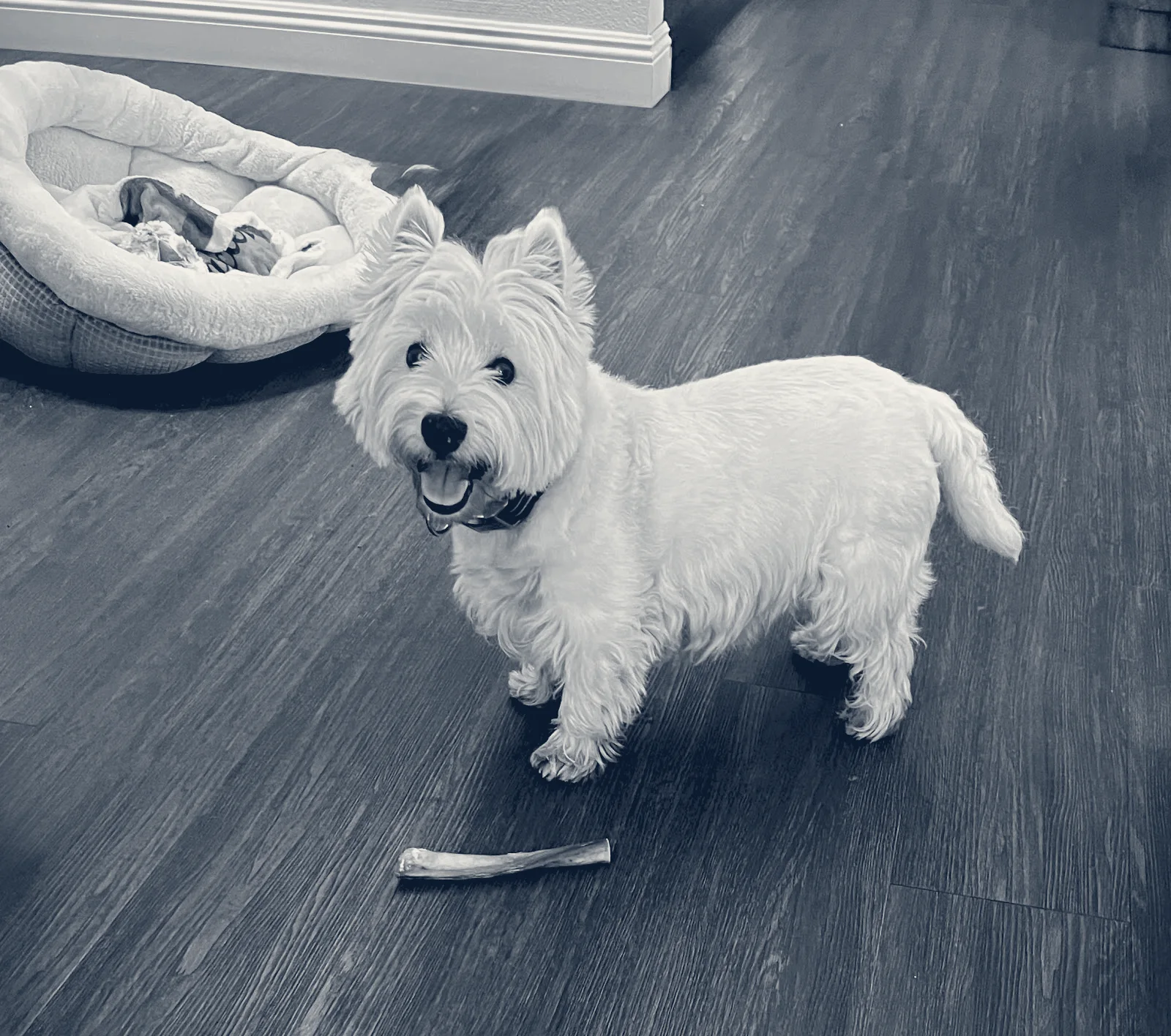 Hamilton Animal Hospital — Huntington Beach, California