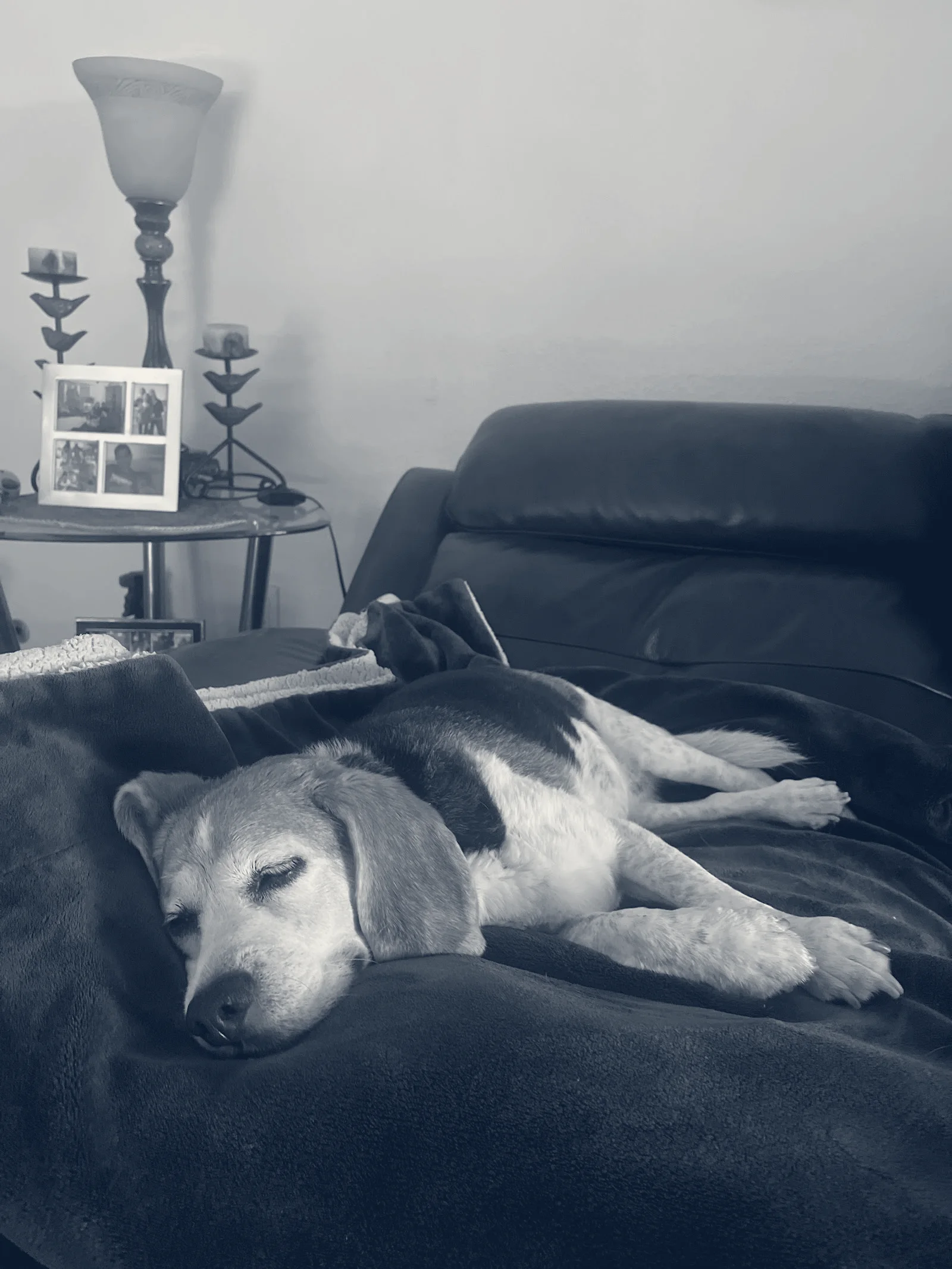 Hamilton Animal Hospital — Huntington Beach, California