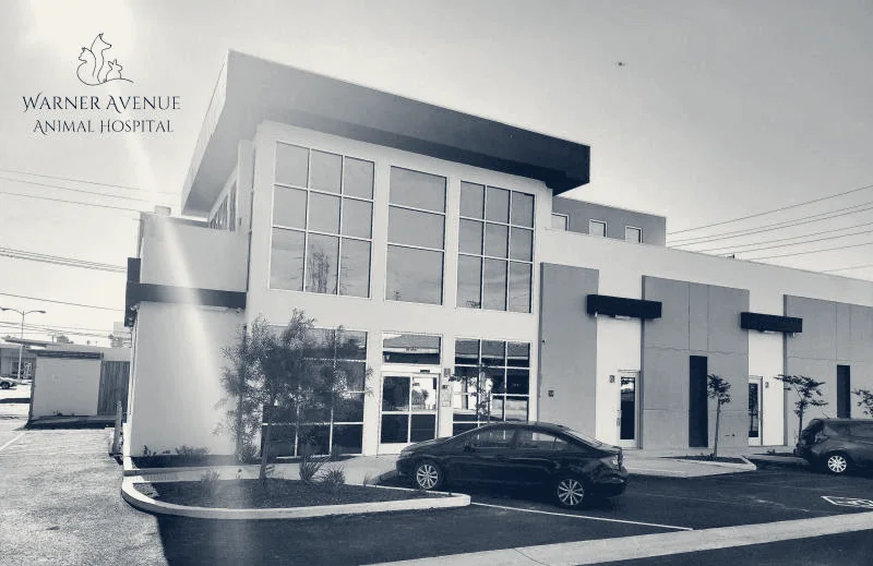 Warner Avenue Animal Hospital — Fountain Valley, California