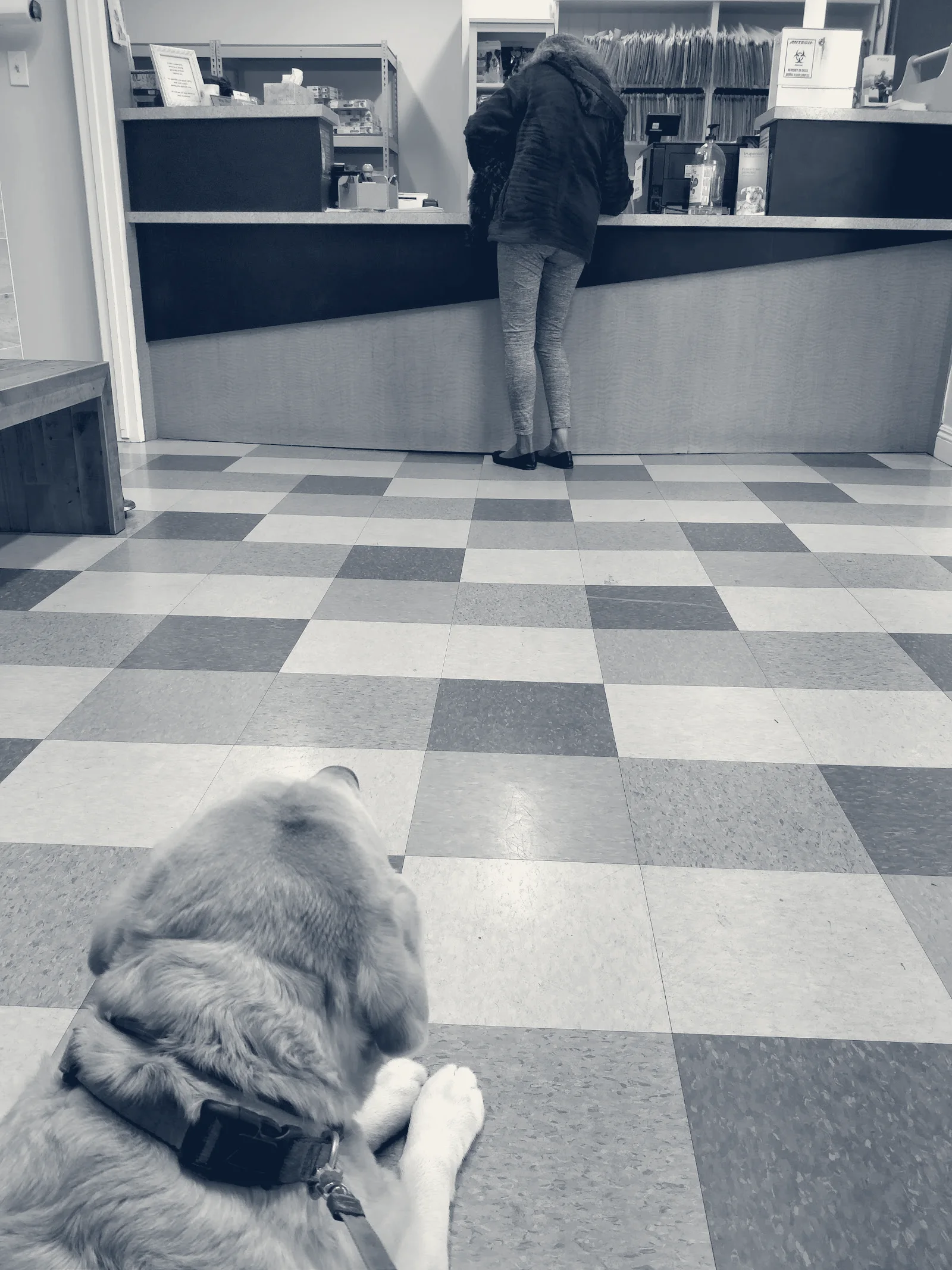 Alton Main Animal Hospital — Santa Ana, California