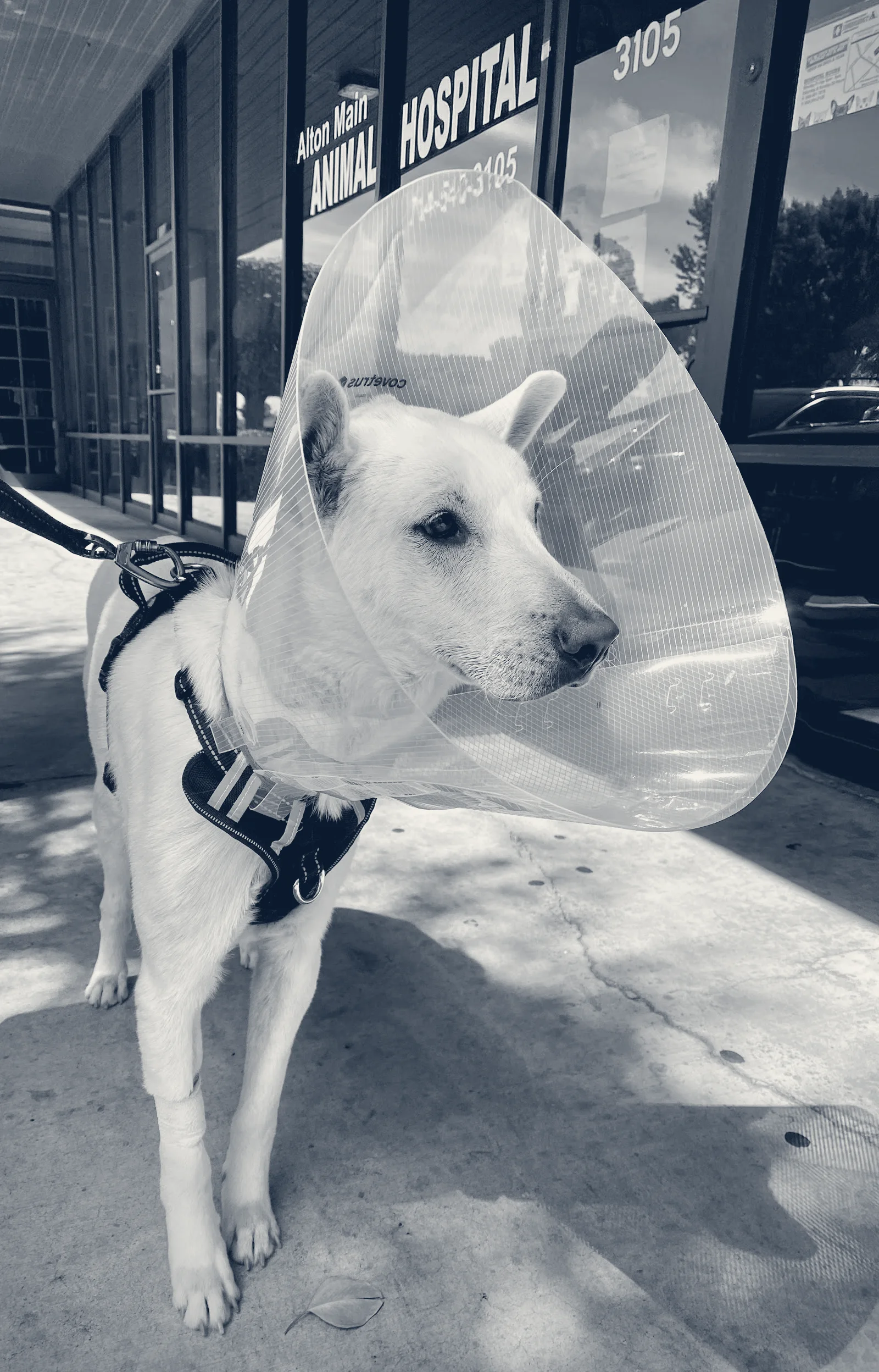 Alton Main Animal Hospital — Santa Ana, California