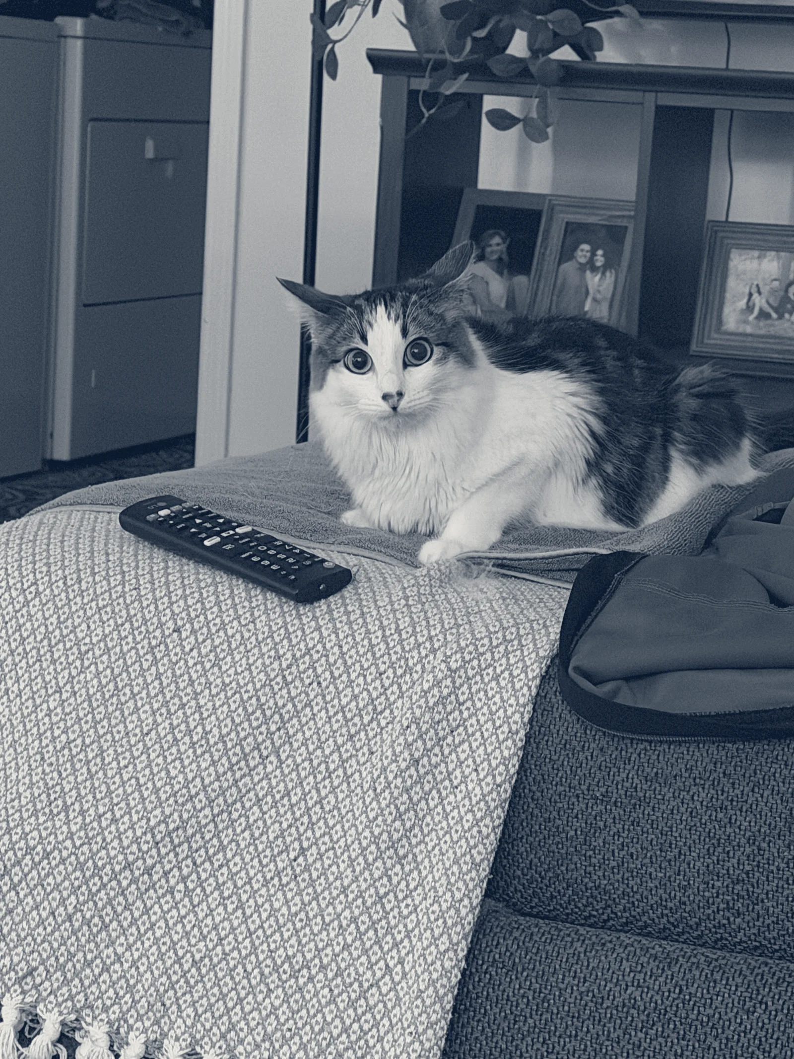 Stonecreek Animal Hospital — Irvine, California