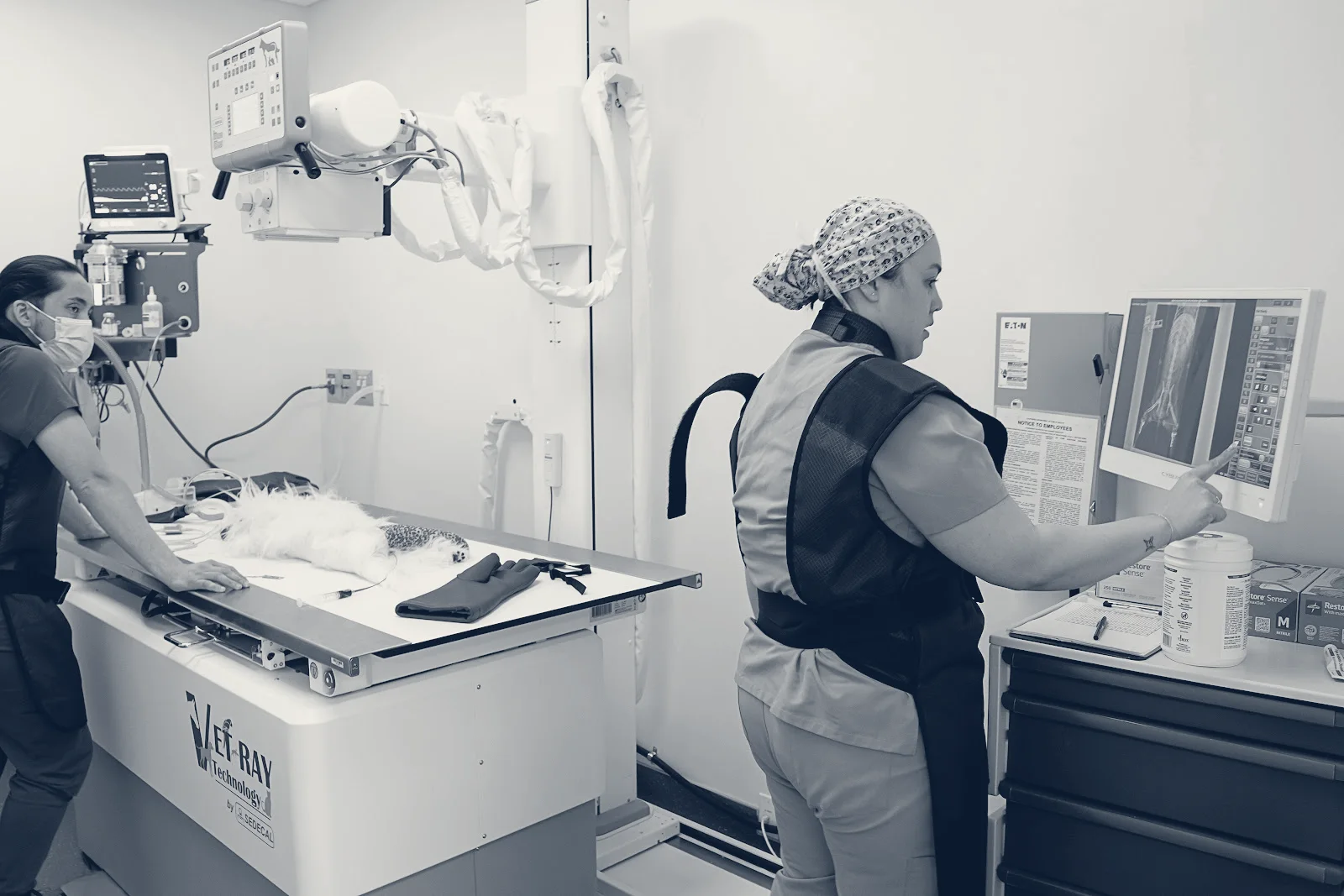 Veterinary Surgical Specialists — Tustin, California