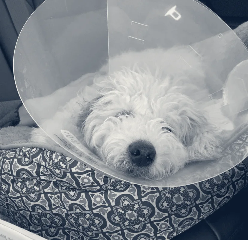 Valley View Animal Hospital — La Palma, California