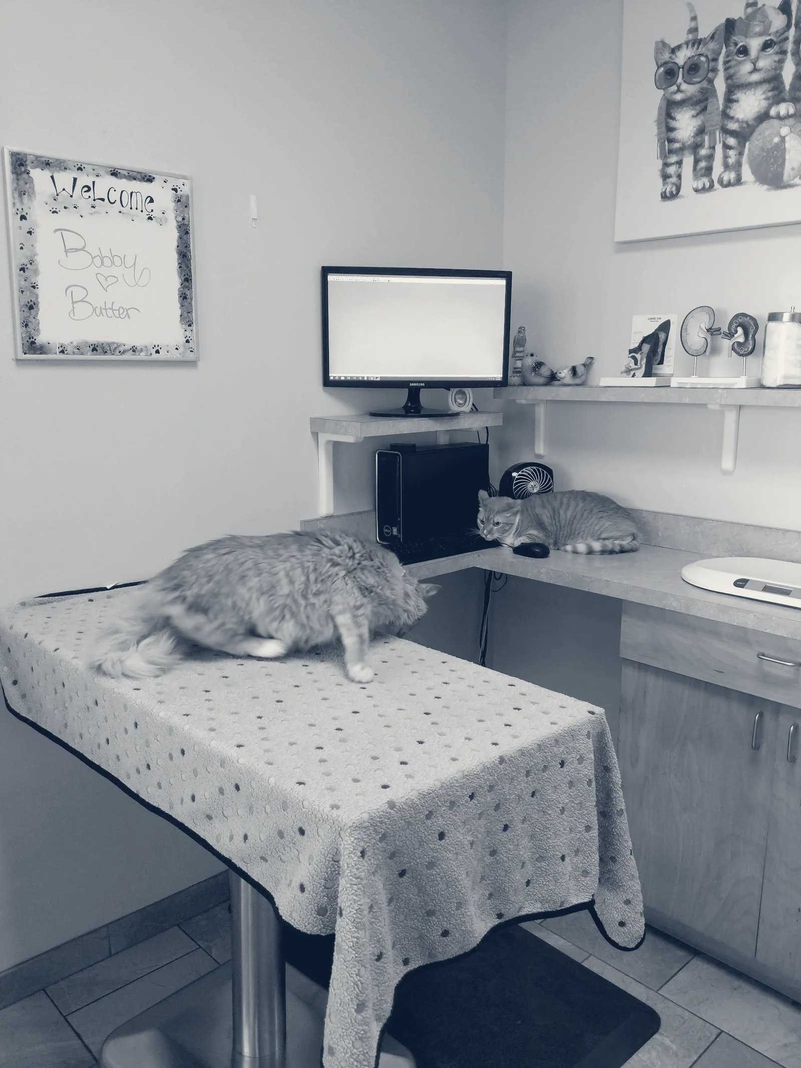 University Veterinary Center — Anaheim, California