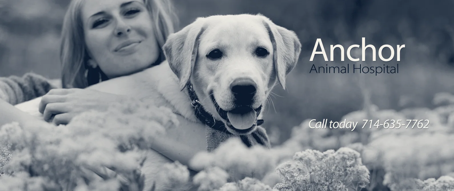 Anchor Animal Hospital — Anaheim, California