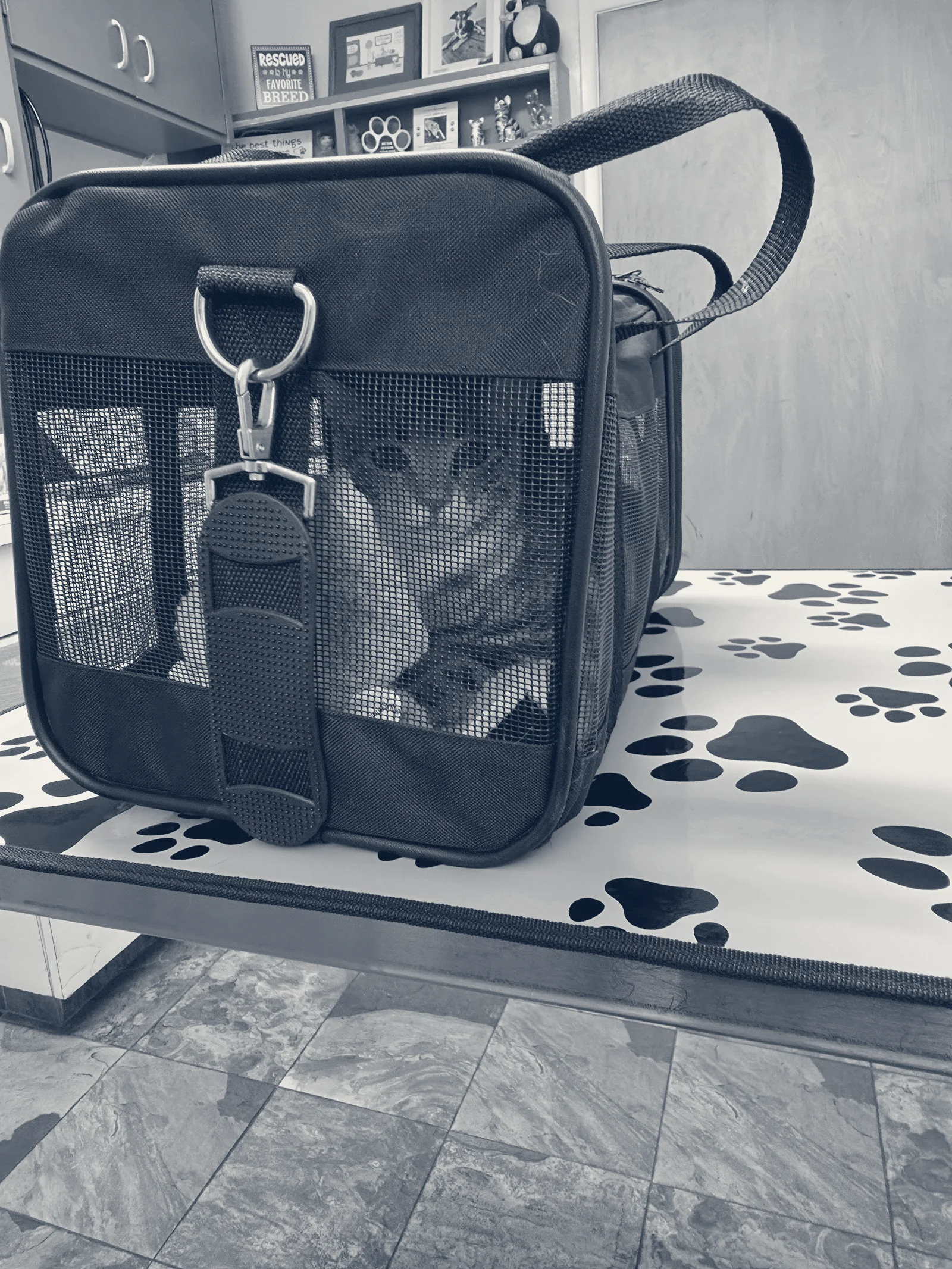 Beach Boulevard Pet Hospital — Huntington Beach, California