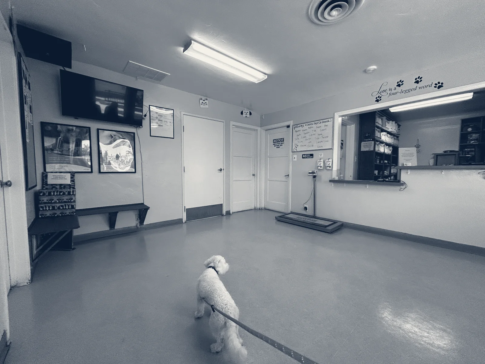 Cypress Dog & Cat Hospital — Cypress, California