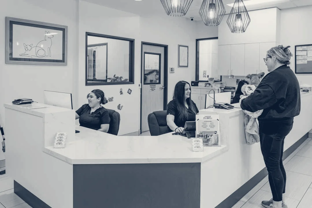 Lakewood Pet Vet — Lakewood, California