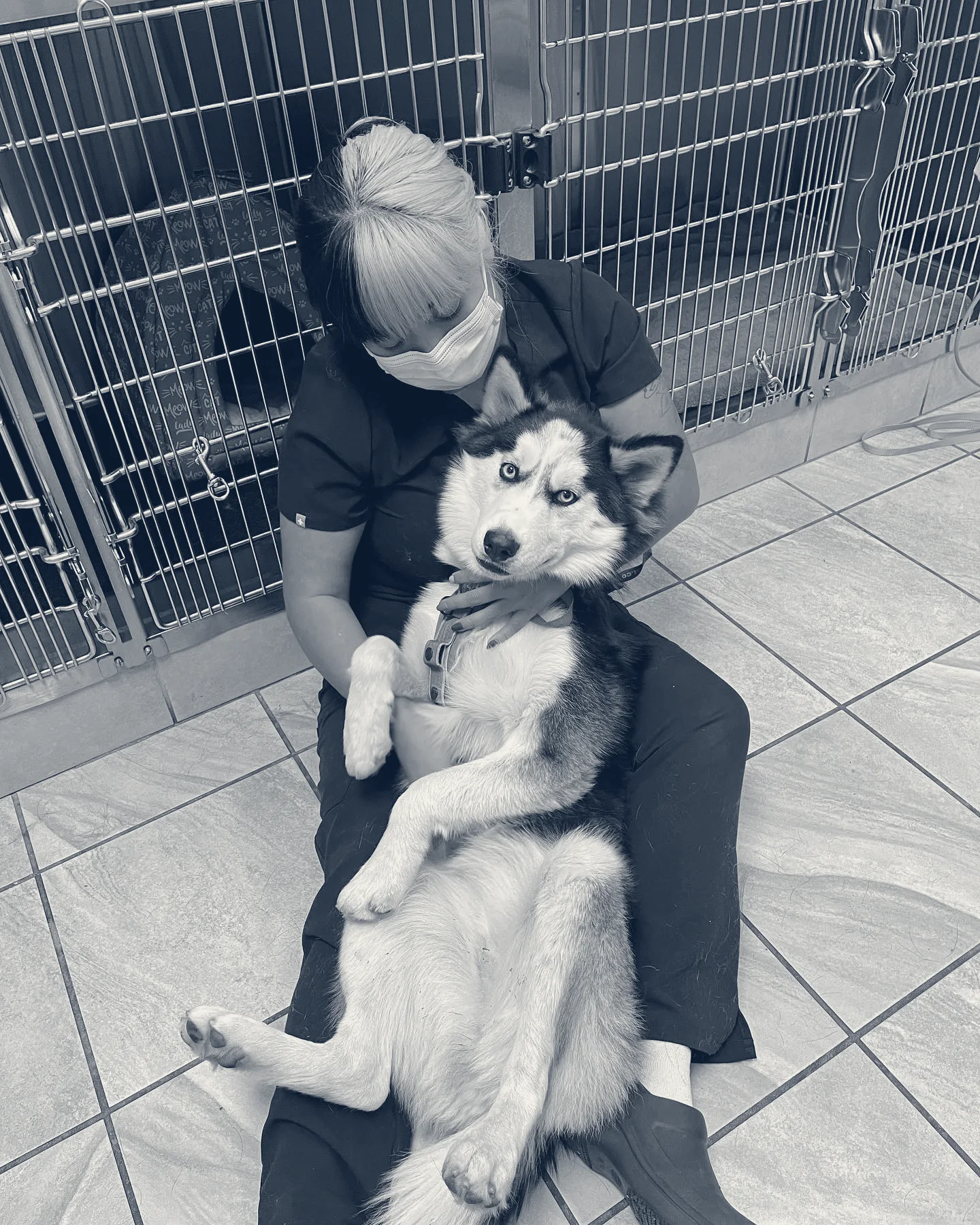 Lakewood Pet Vet — Lakewood, California