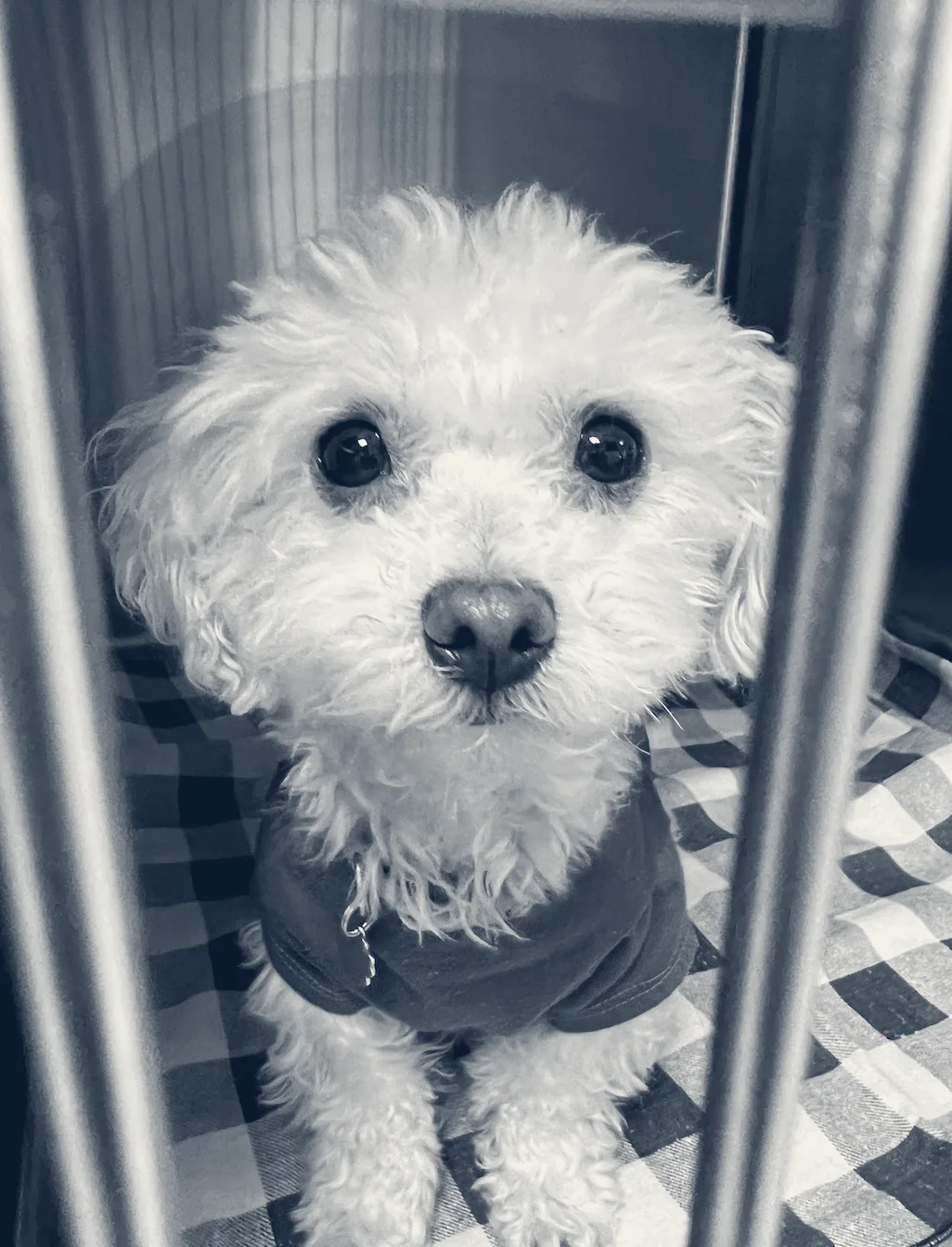 Lakewood Pet Vet — Lakewood, California