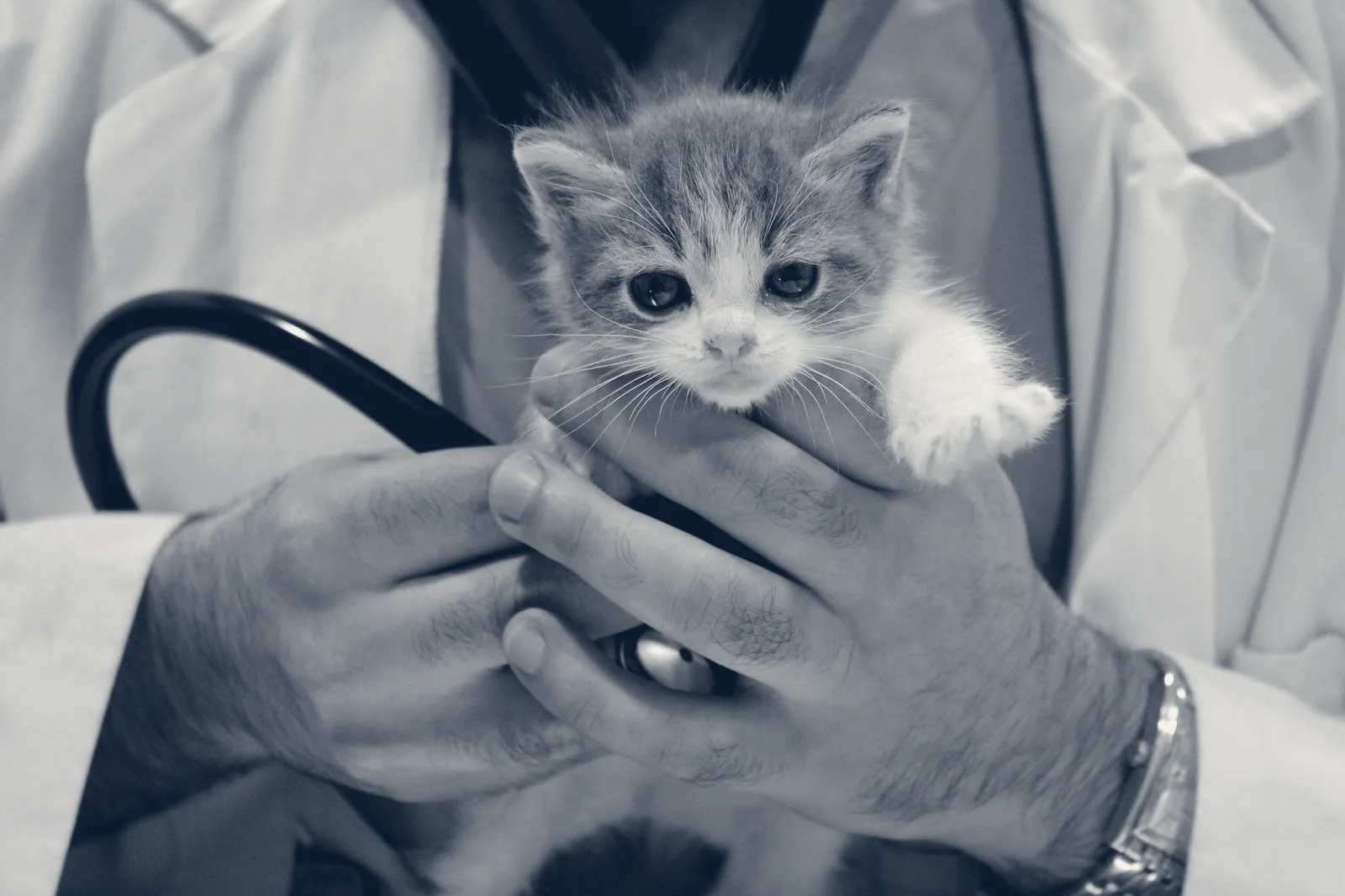 Cottage Pet Hospital — Anaheim, California
