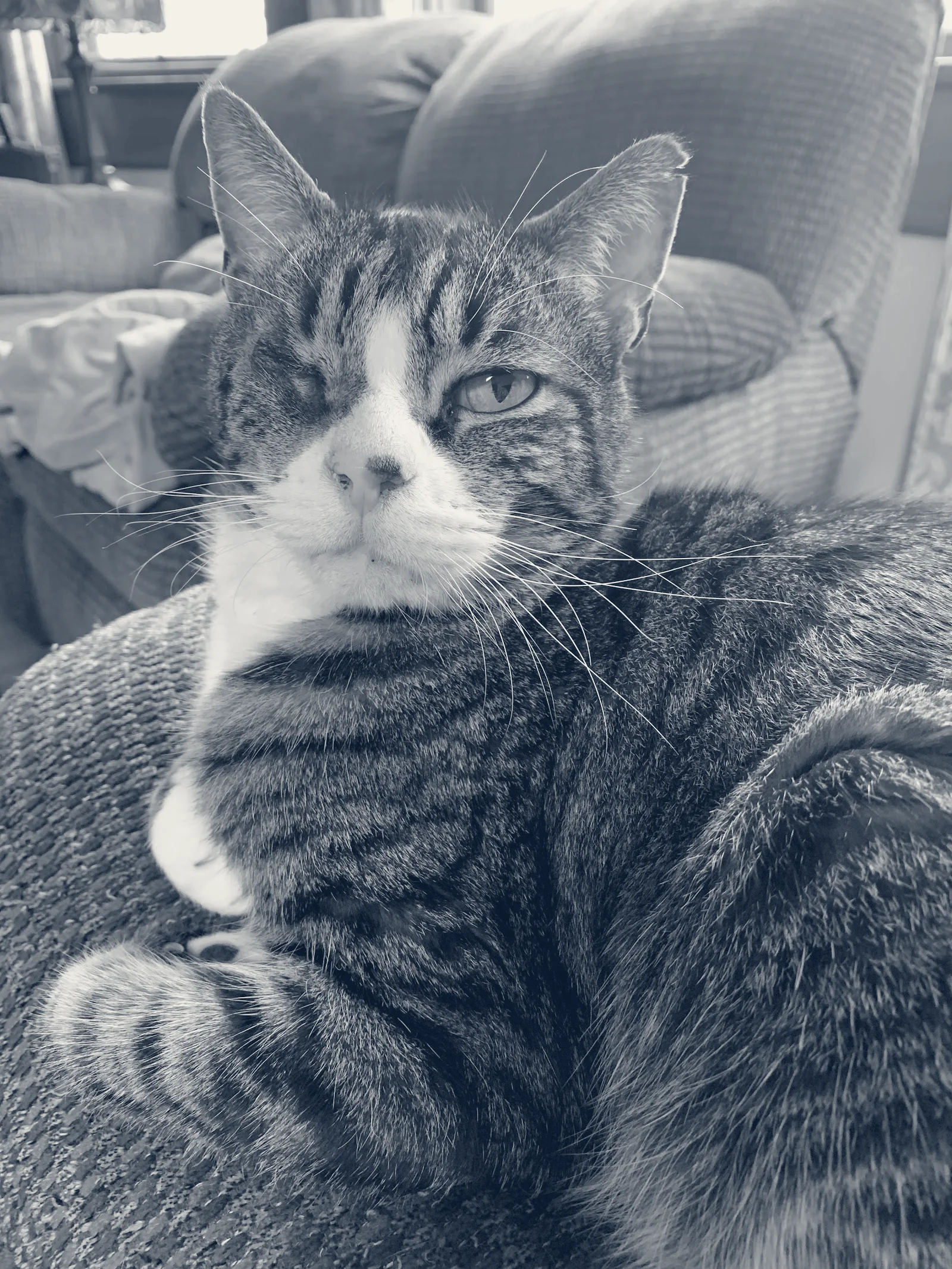 Cottage Pet Hospital — Anaheim, California