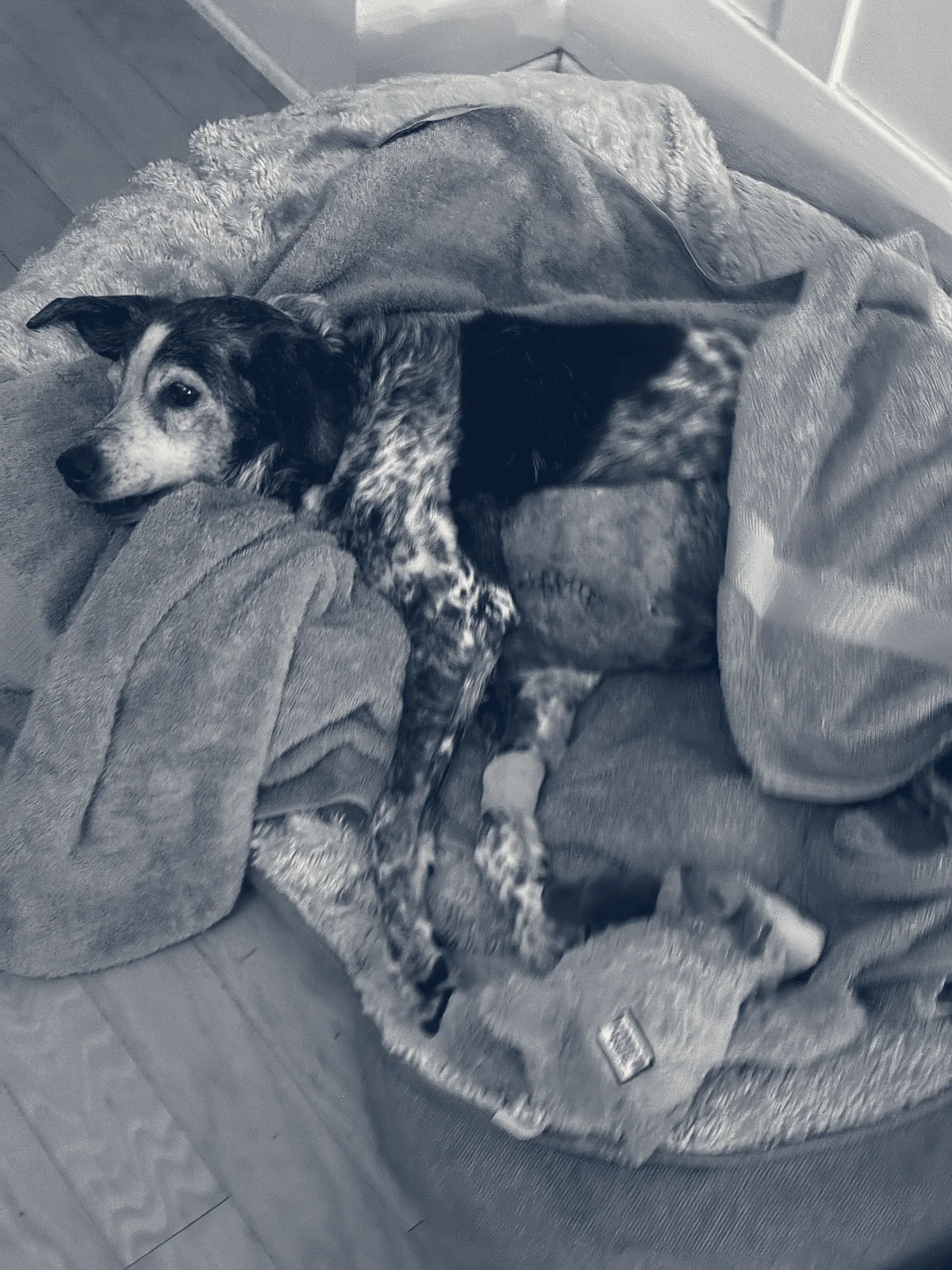 Cottage Pet Hospital — Anaheim, California
