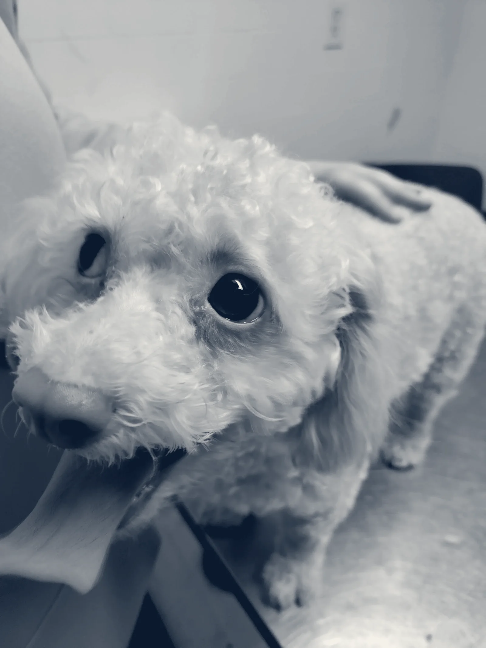 Alamitos Animal Hospital — Westminster, California