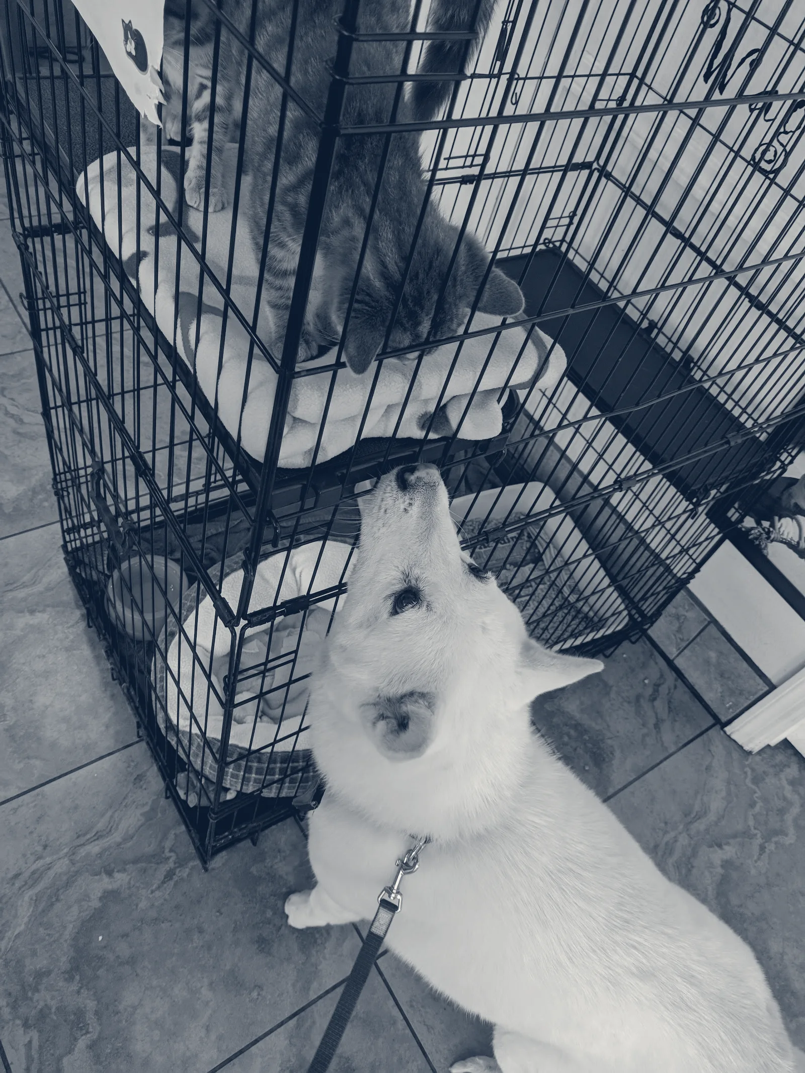 Alamitos Animal Hospital — Westminster, California