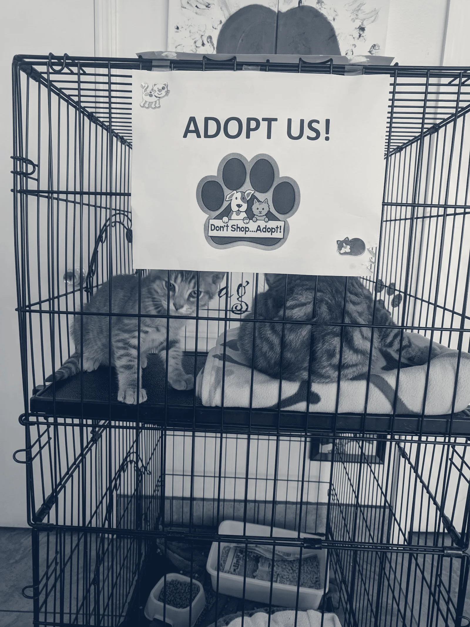 Alamitos Animal Hospital — Westminster, California