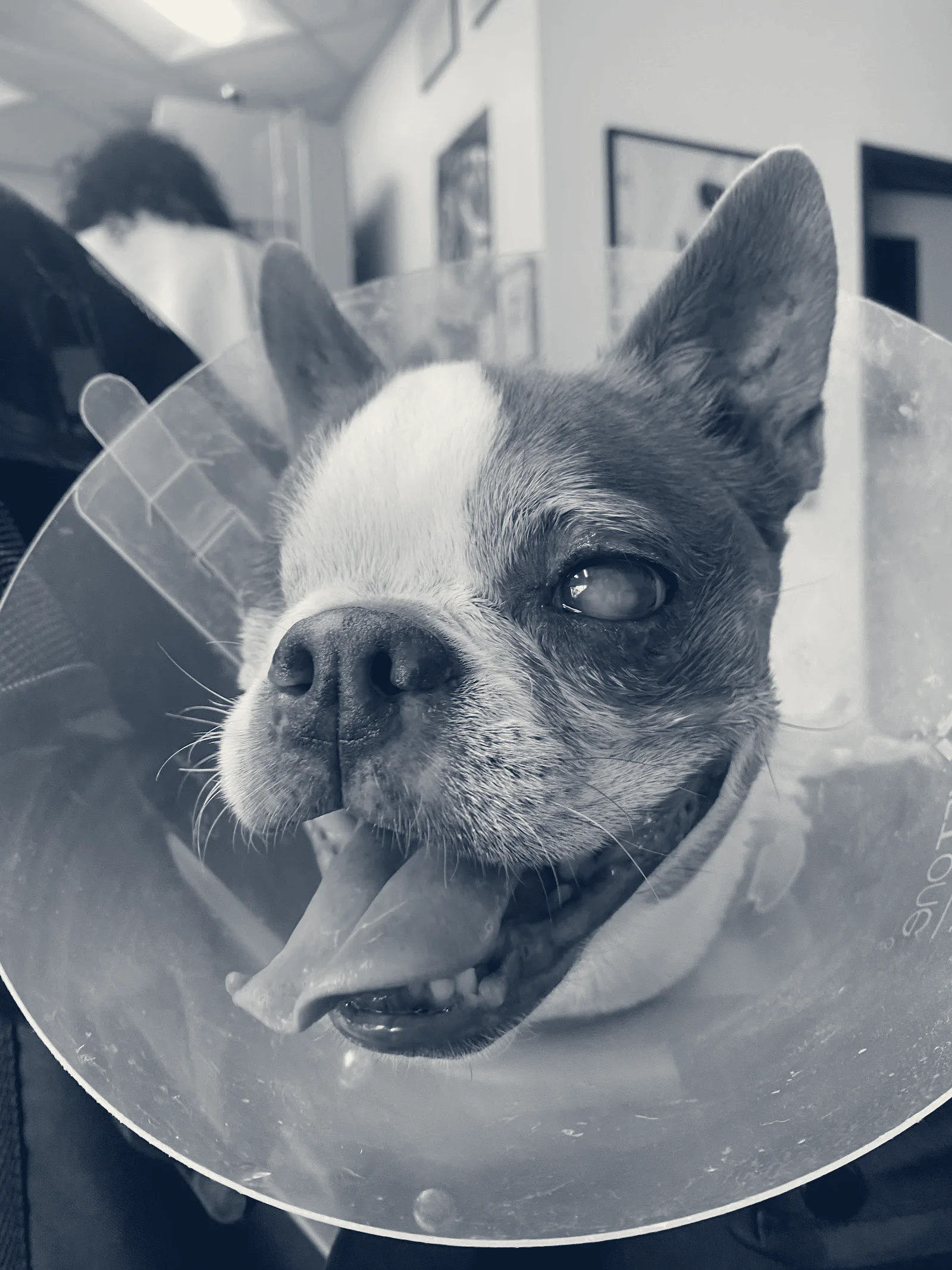 LOVE Animal Hospital and Urgent Care — Huntington Beach, California
