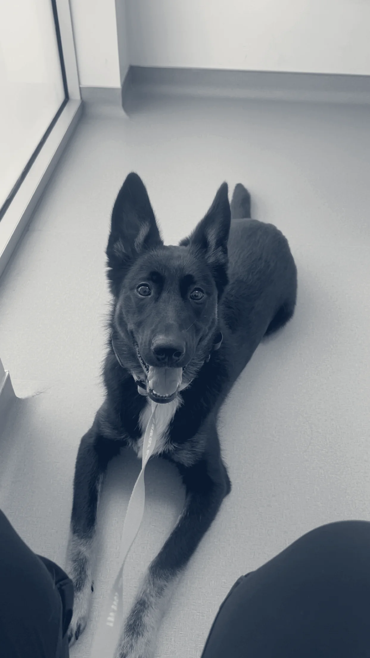 LOVE Animal Hospital and Urgent Care — Huntington Beach, California