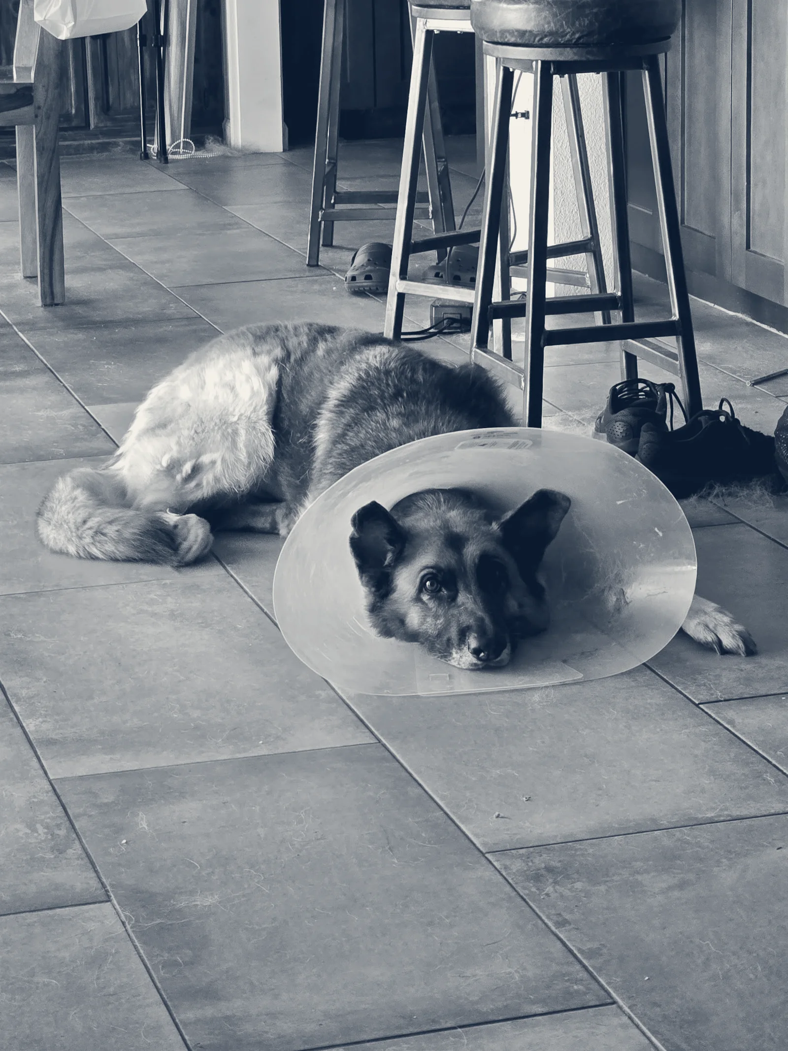 LOVE Animal Hospital and Urgent Care — Huntington Beach, California