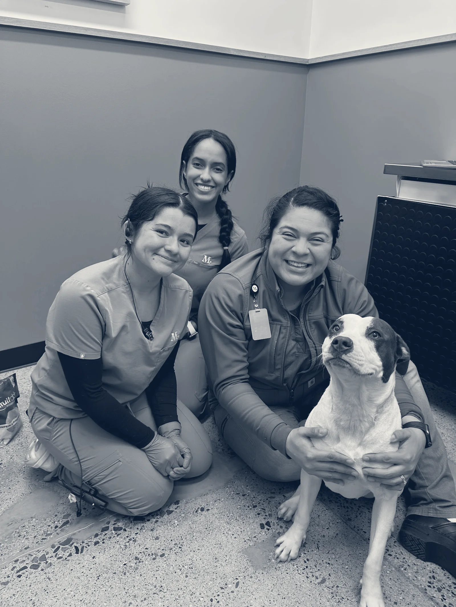Modern Animal Costa Mesa — Costa Mesa, California