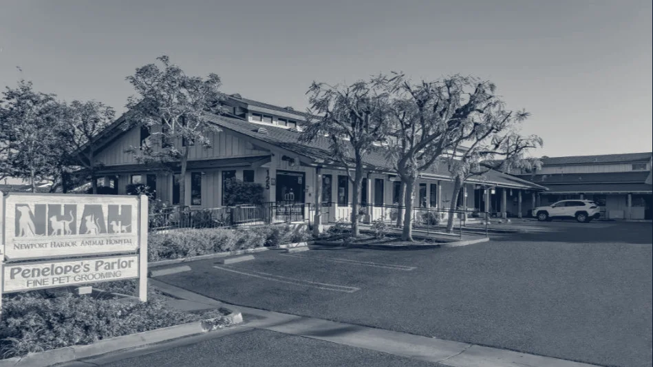 Newport Harbor Animal Hospital — Costa Mesa, California