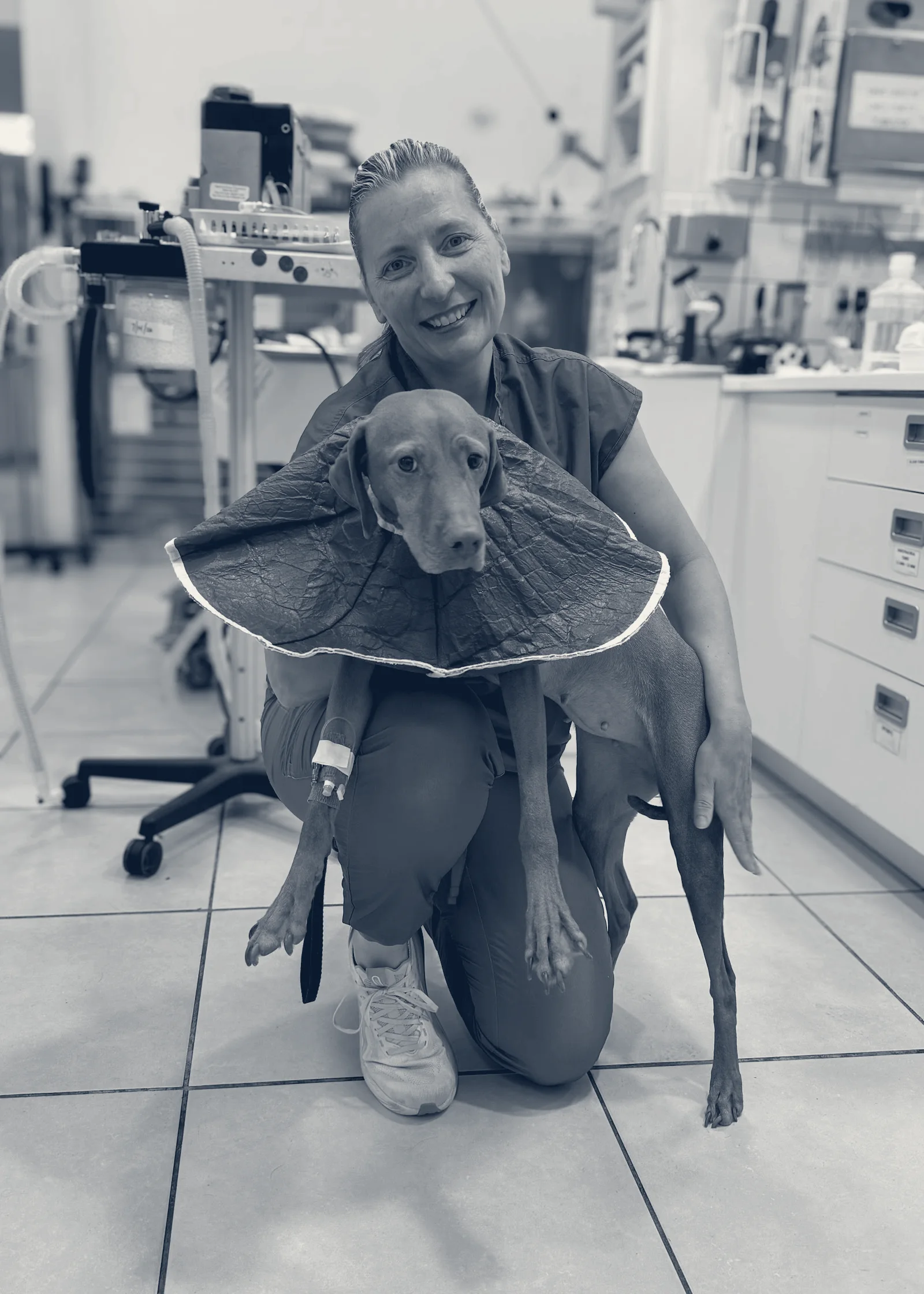 Newport Harbor Animal Hospital — Costa Mesa, California