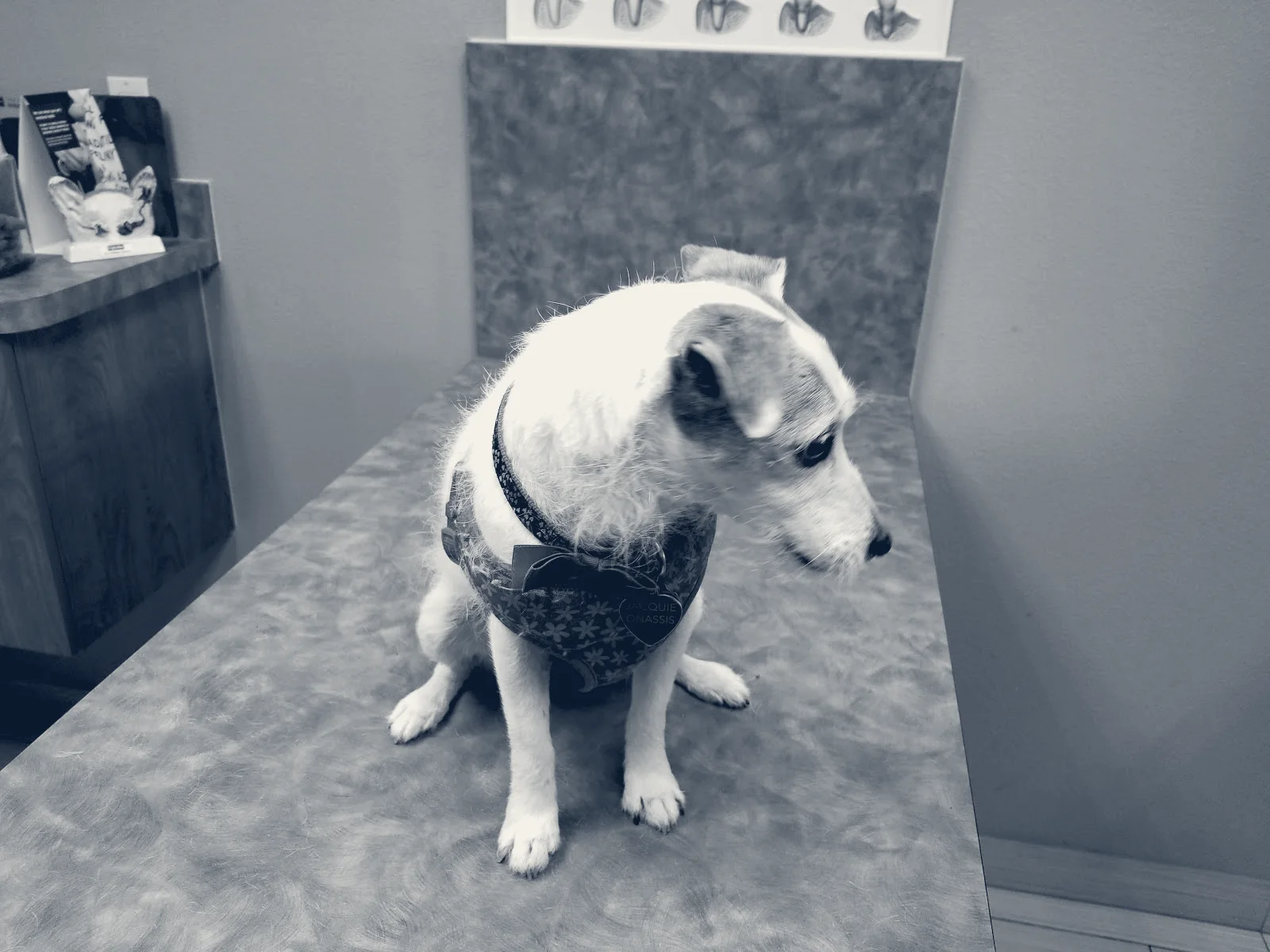 Irvine Pet Hospital — Irvine, California