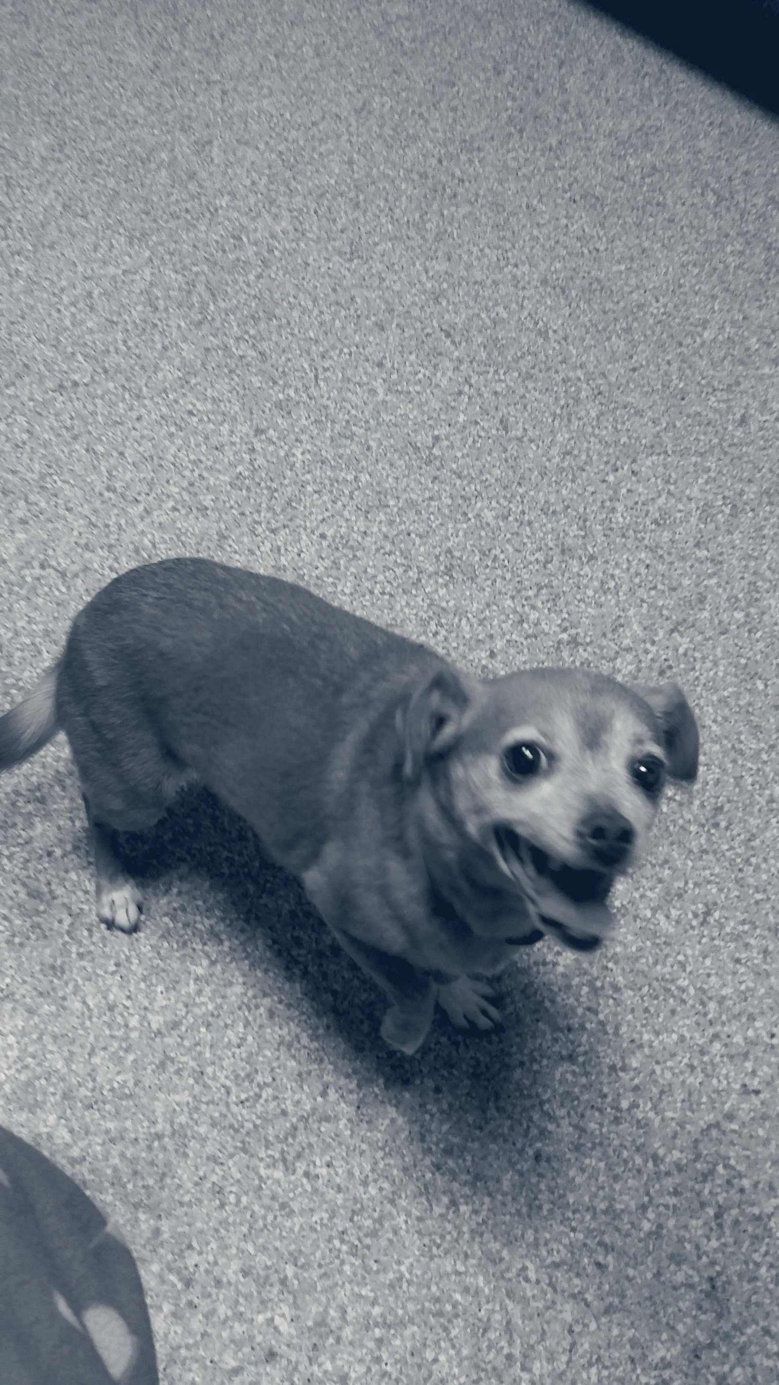 Saddleback Animal Hospital — Tustin, California