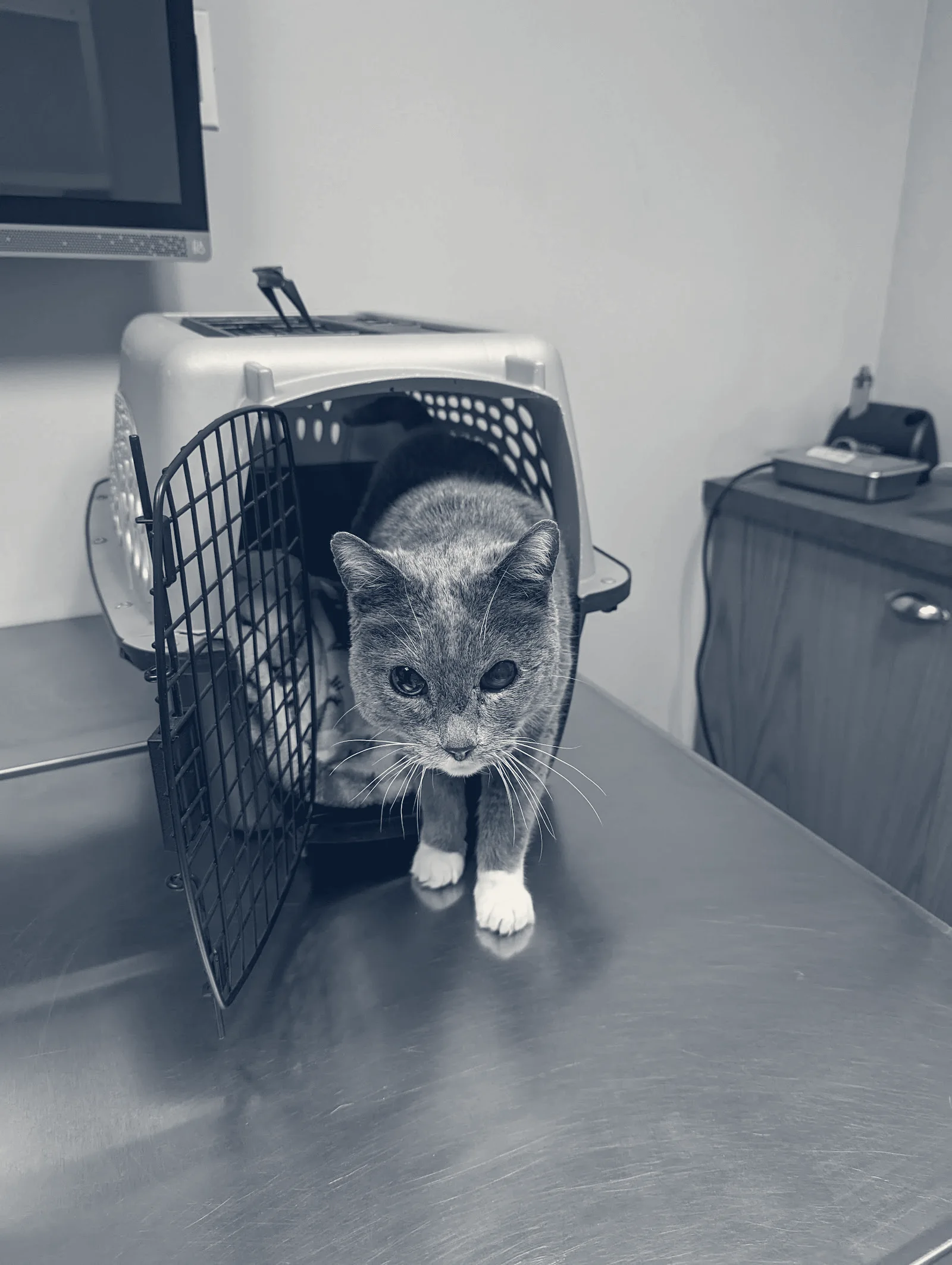 Saddleback Animal Hospital — Tustin, California