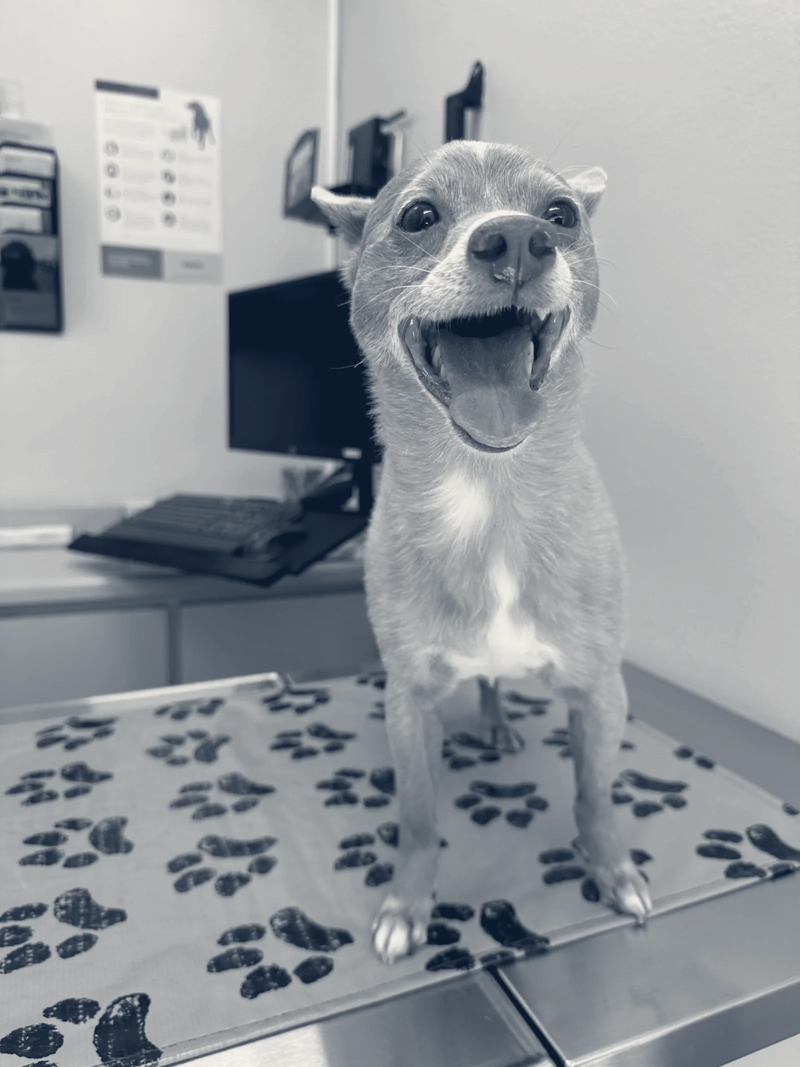Tustana Animal Hospital — Tustin, California