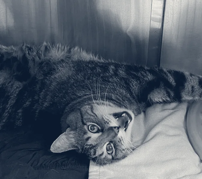 Tustana Animal Hospital — Tustin, California