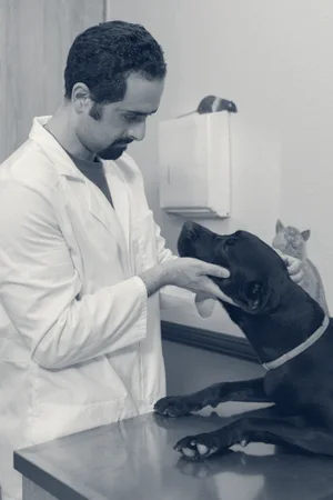 Imperial Highway Animal Clinic — Yorba Linda, California