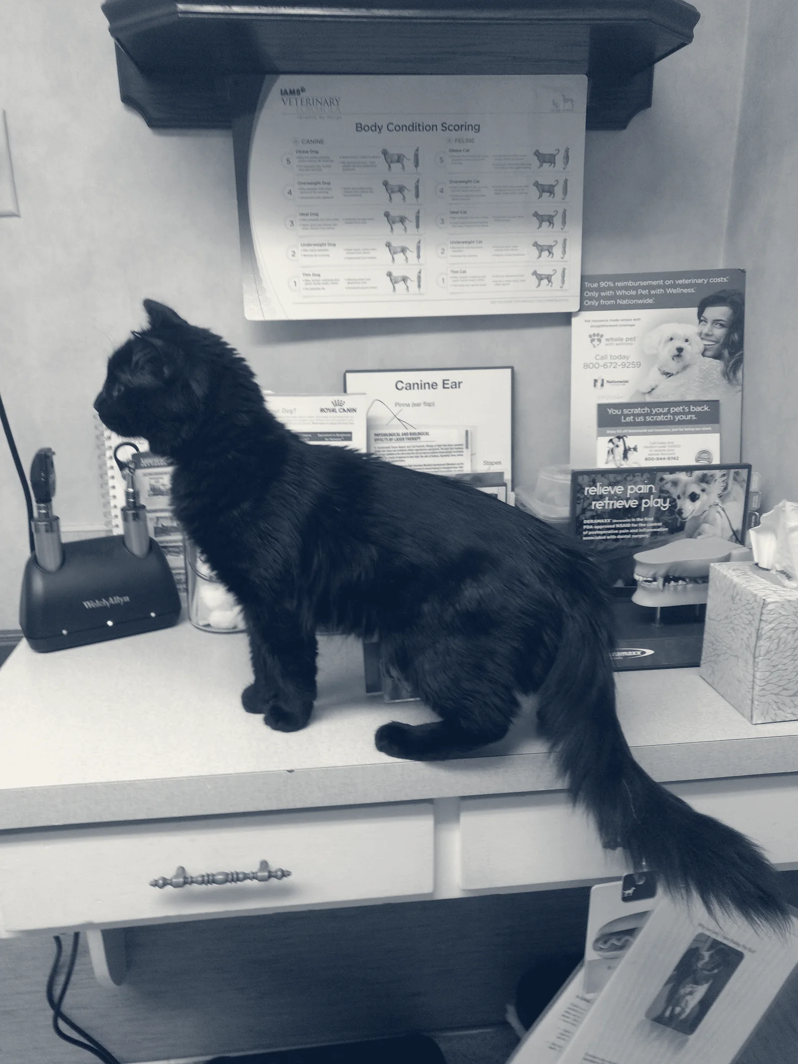 Brea Veterinary Hospital — Brea, California